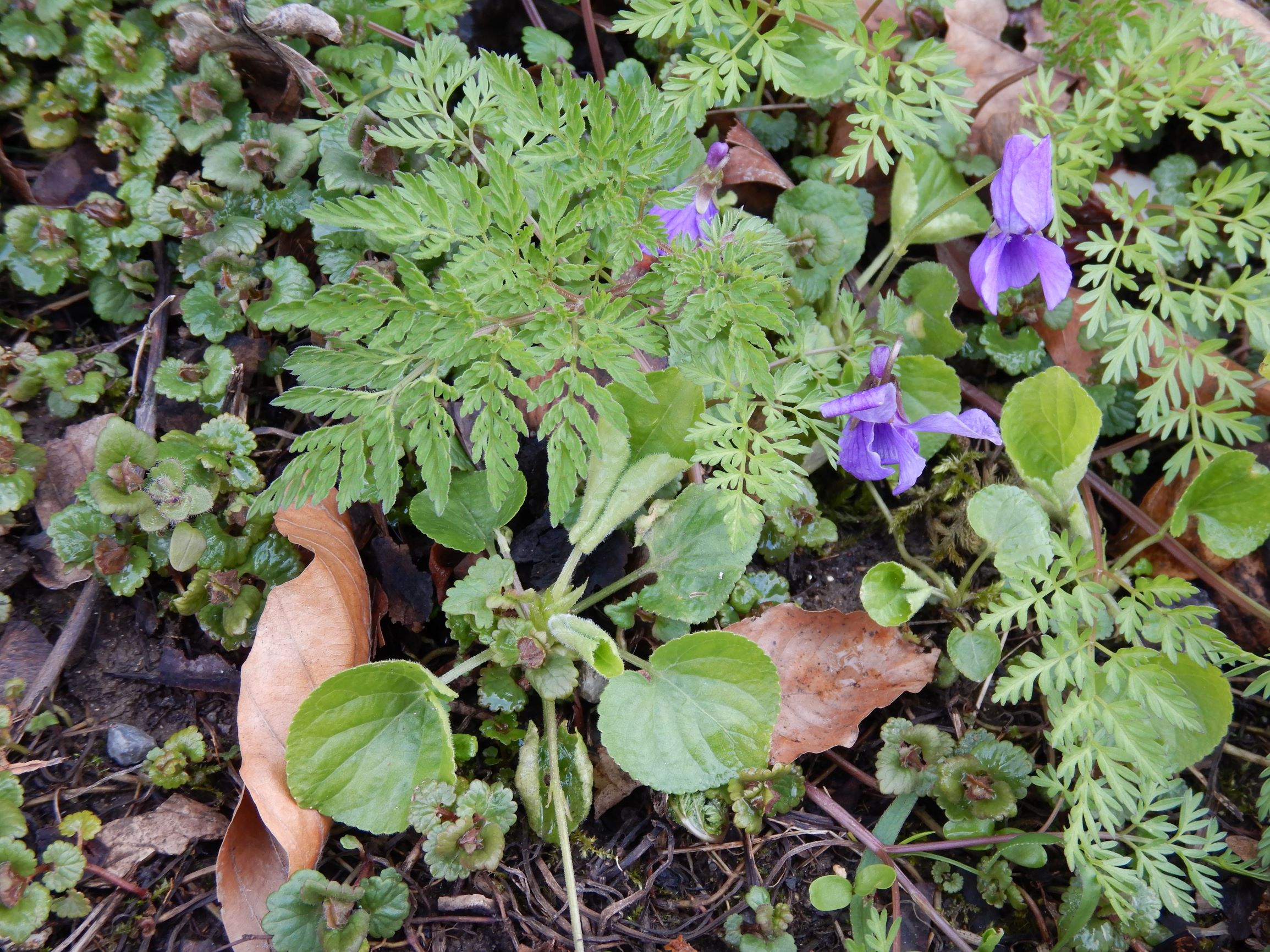 DSCN2279 breitenbrunn leithagebirge, 2021-04-14, viola odorata.JPG