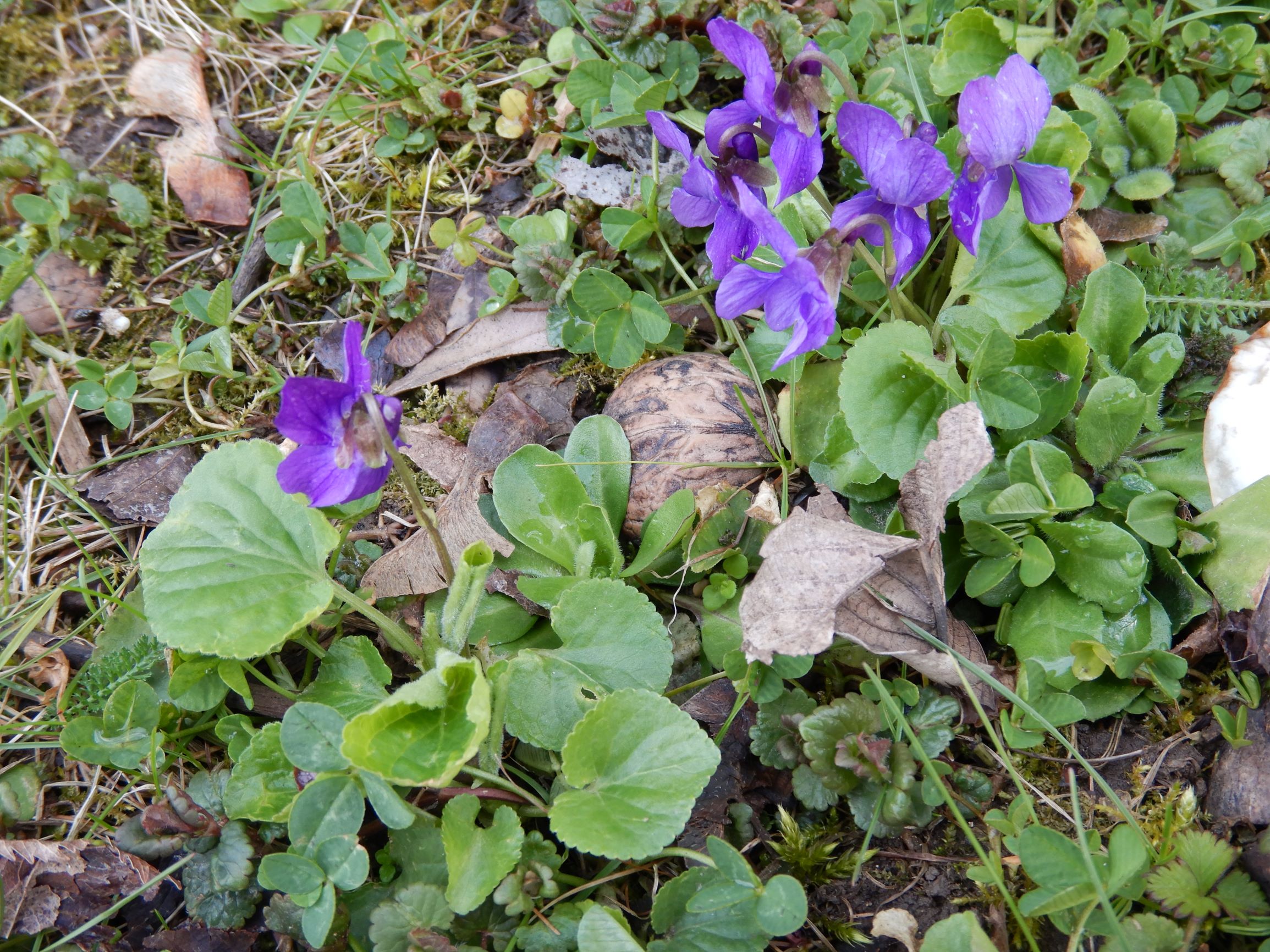 DSCN2281 breitenbrunn leithagebirge, 2021-04-14, viola odorata.JPG