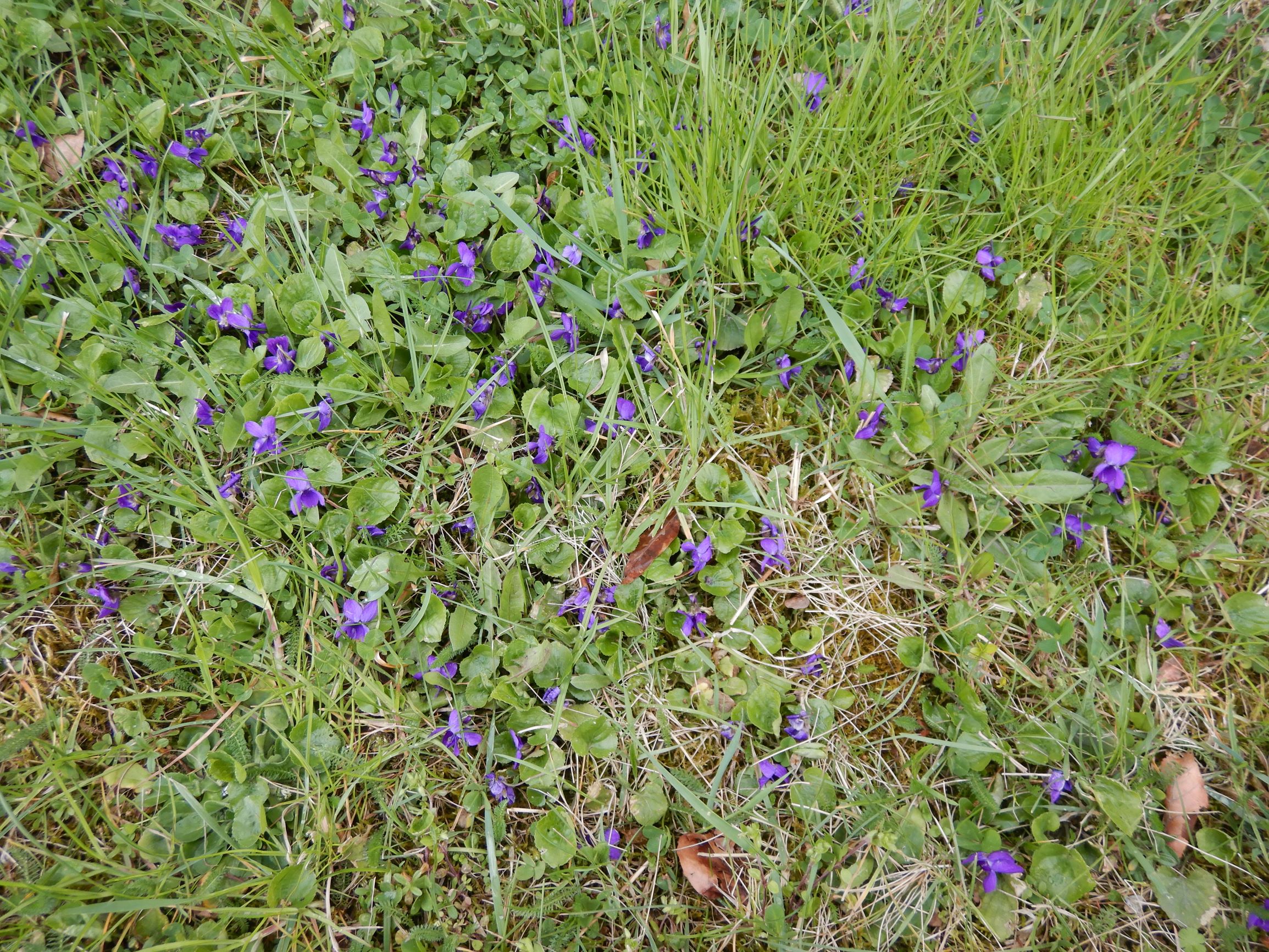 DSCN2284 breitenbrunn leithagebirge, 2021-04-14, viola odorata.JPG