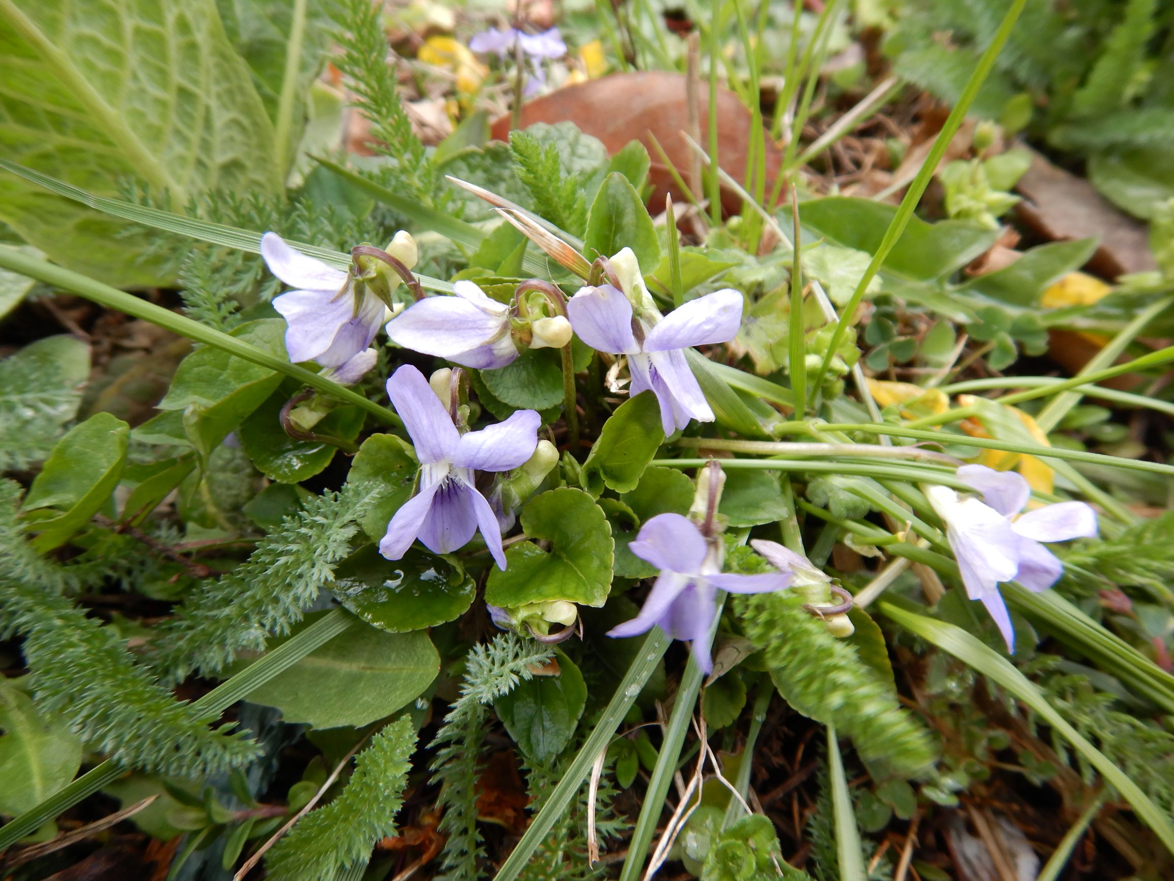 DSCN2285 breitenbrunn leithagebirge, 2021-04-14, viola cf. x bavarica (kurze +- ganzrandige kelchfortsätze).JPG