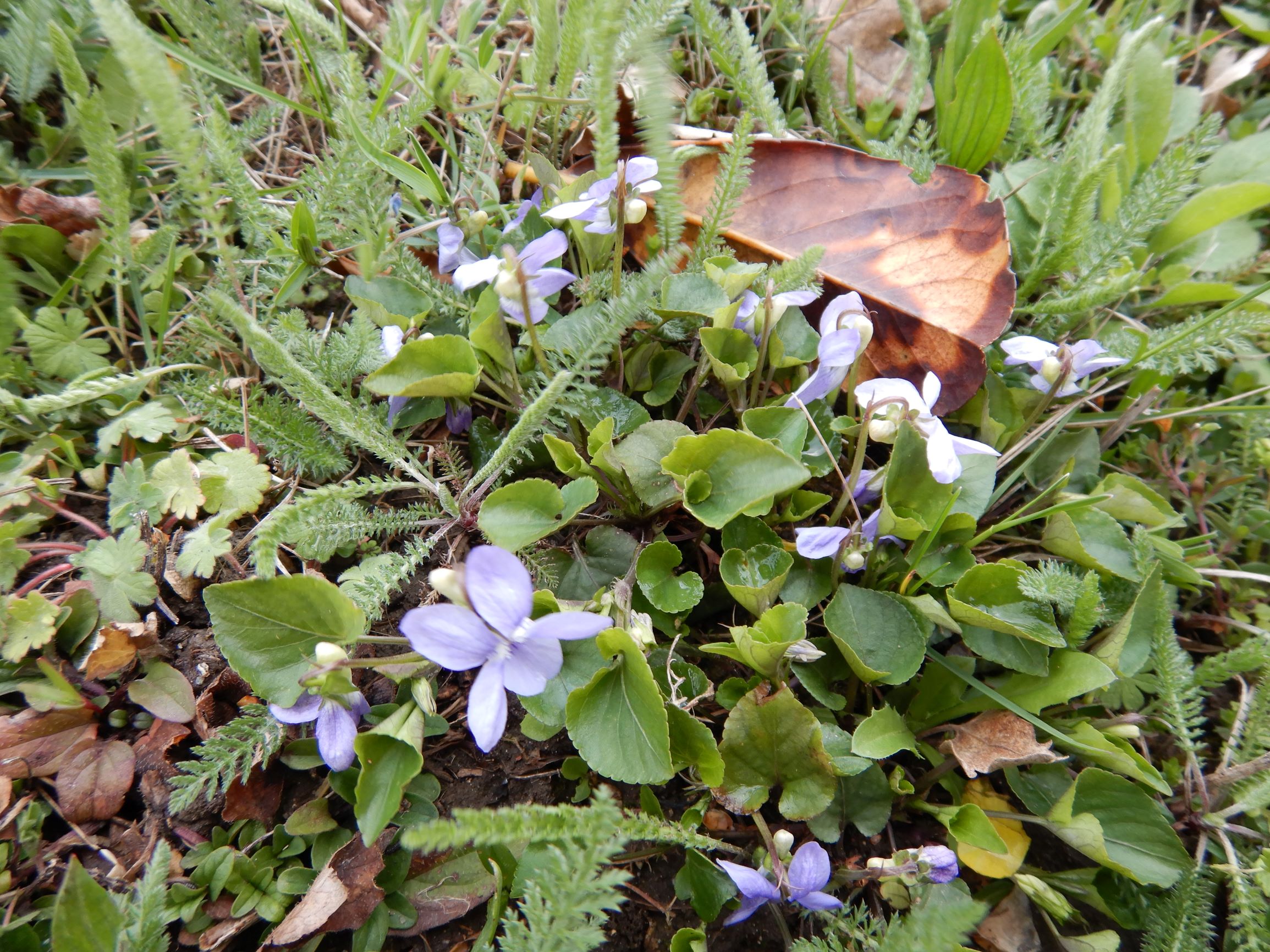 DSCN2289 breitenbrunn leithagebirge, 2021-04-14, viola cf. x bavarica ganz nah an riviniana.JPG