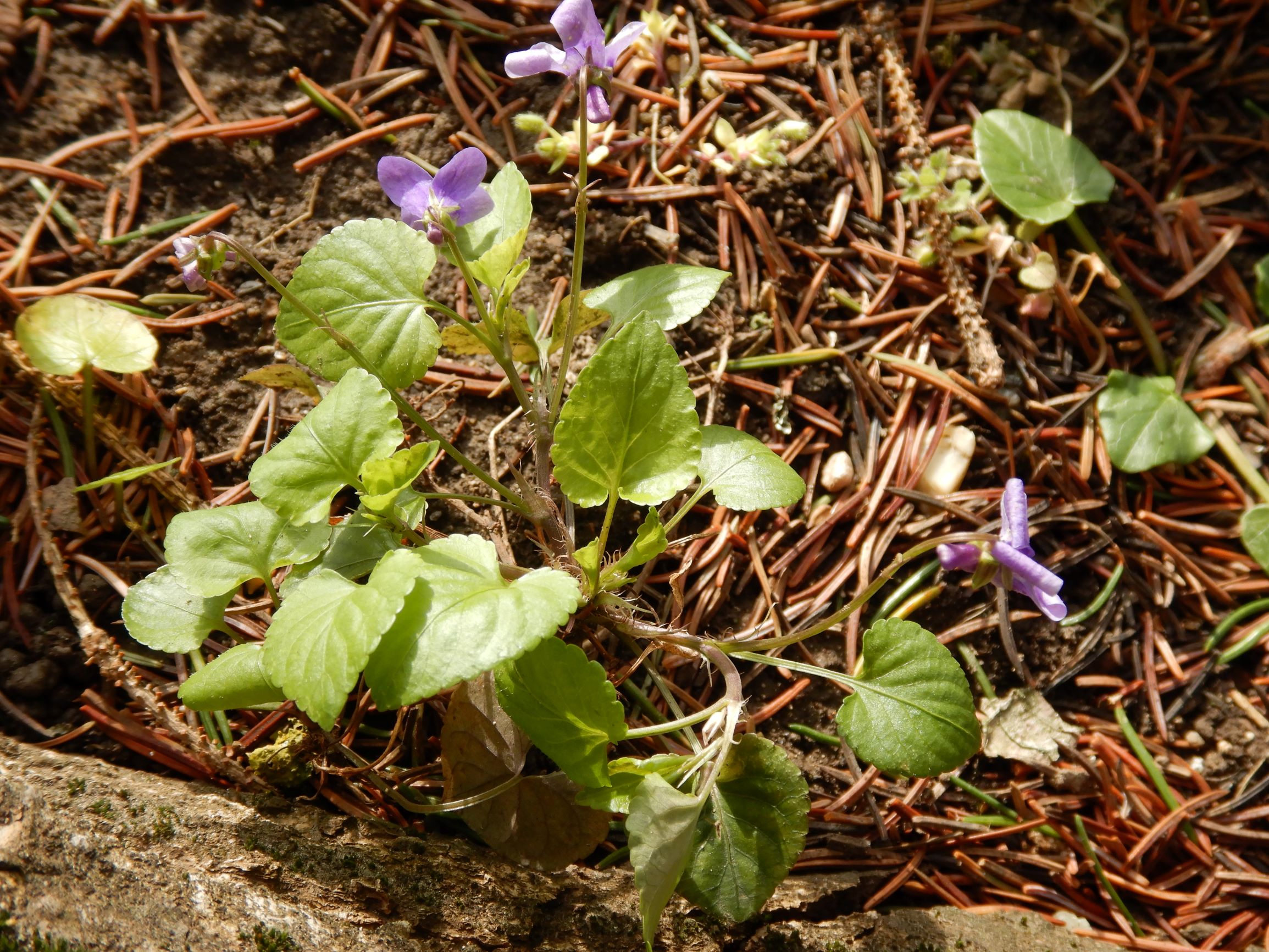 DSCN2299 breitenbrunn leithagebirge, 2021-04-14, viola x bavarica nächst an reichenbachiana.JPG