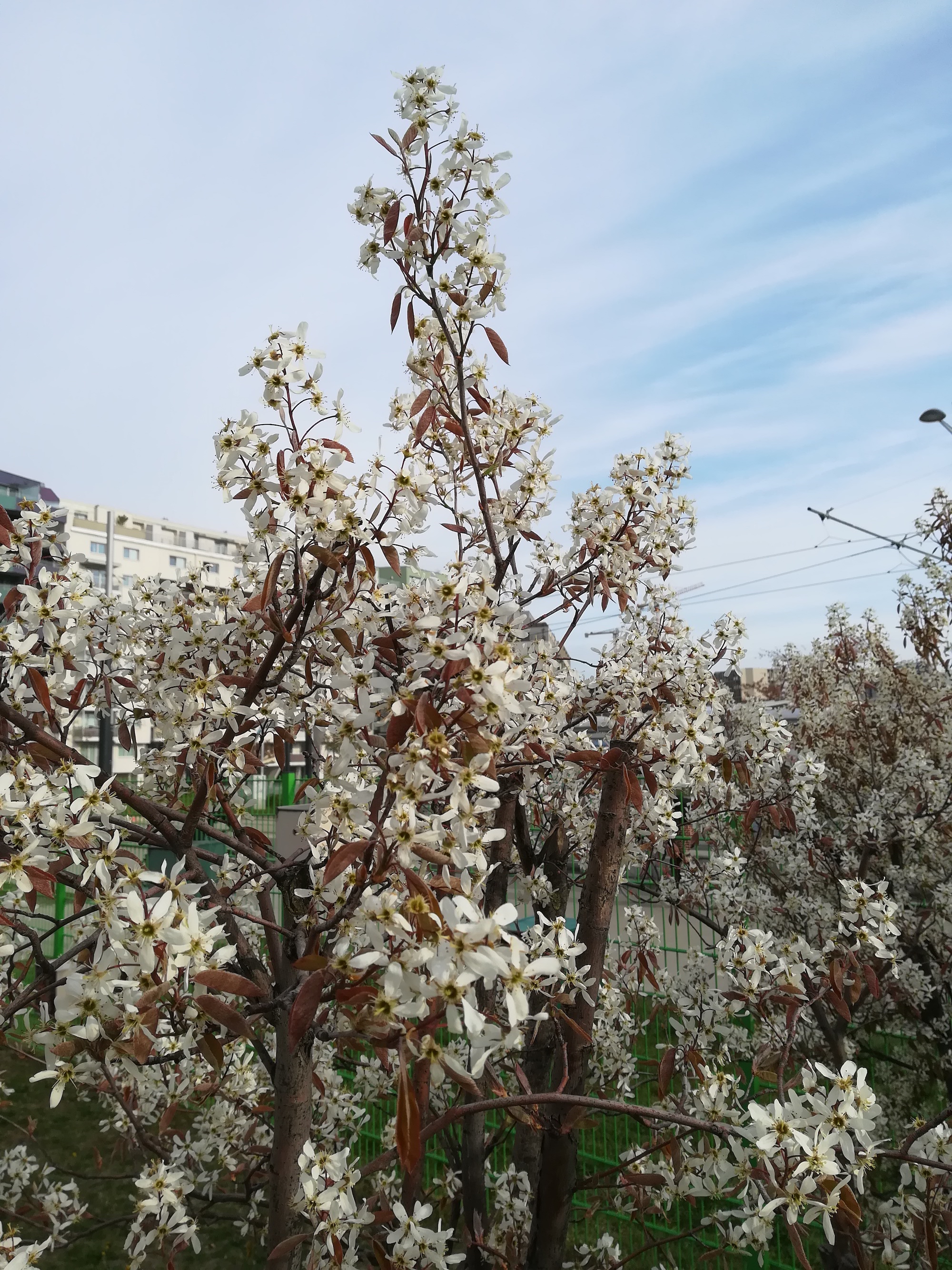 amelanchier ovalis kult. sonnwendviertel_20210415_081741.jpg