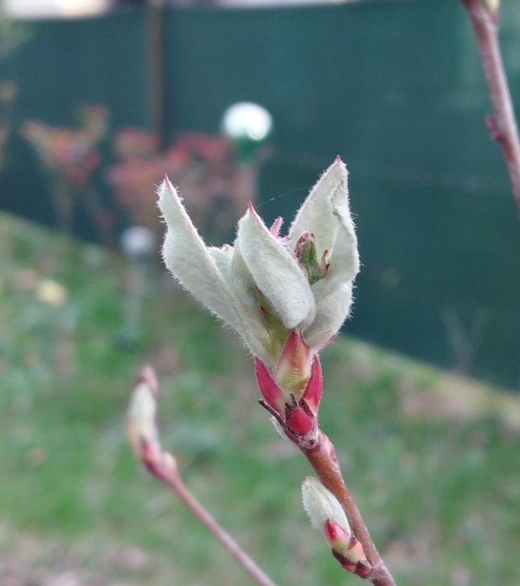 Amelanchier ovalis.jpg