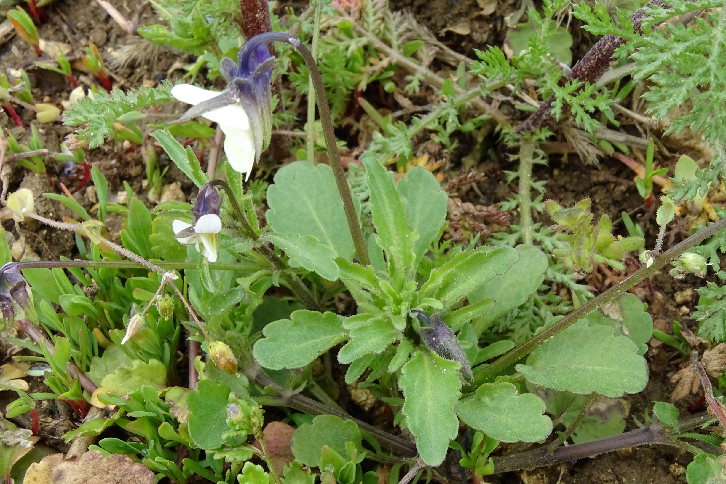 DSC03313 segetal, breitenbrunn, 2021-04-14, viola a. arvensis etc.JPG