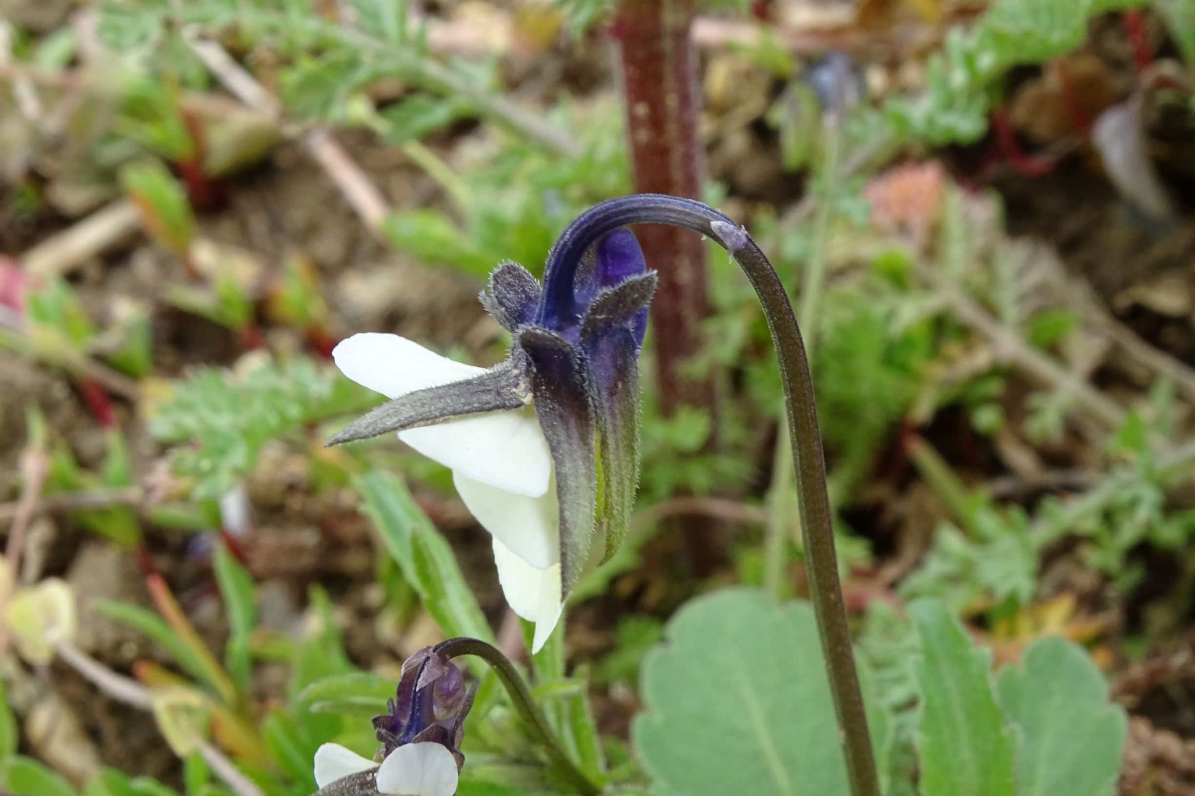 DSC03314 segetal, breitenbrunn, 2021-04-14, viola a. arvensis.JPG