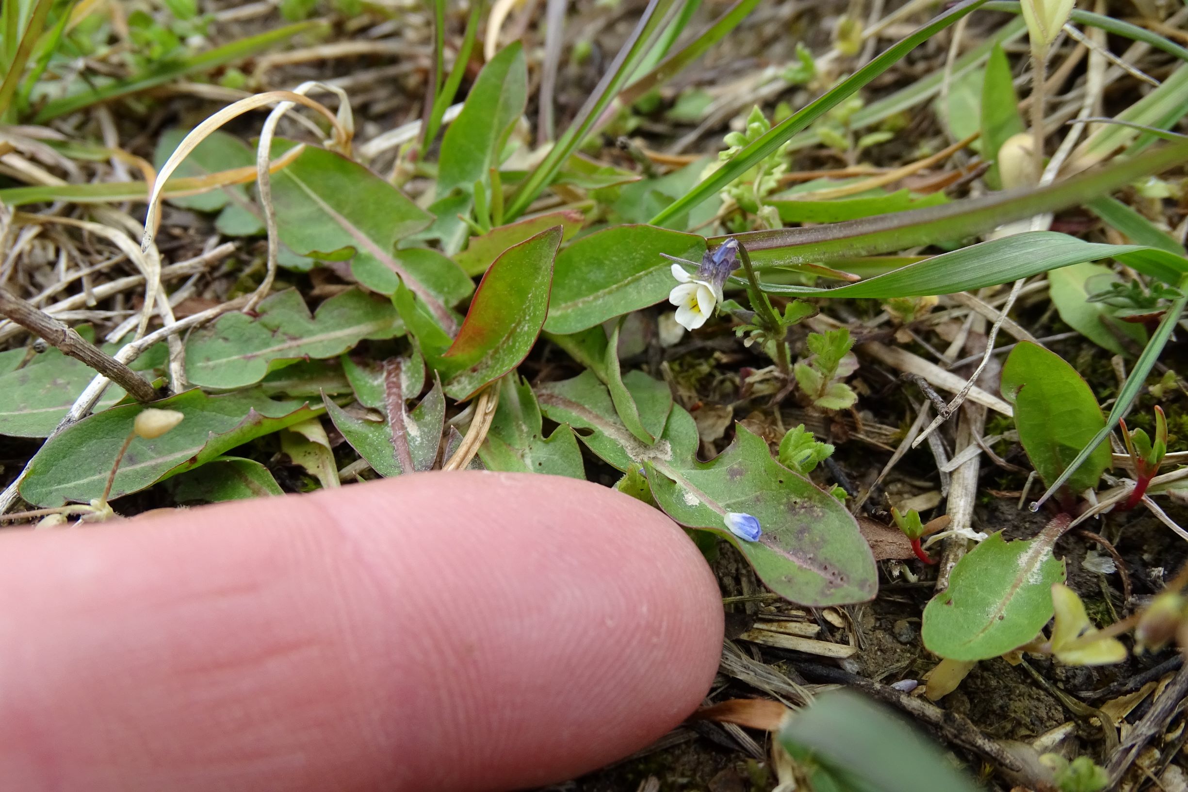 DSC03321 segetal, breitenbrunn, 2021-04-14, viola cf. a. arvensis oder kitaibeliana etc.JPG