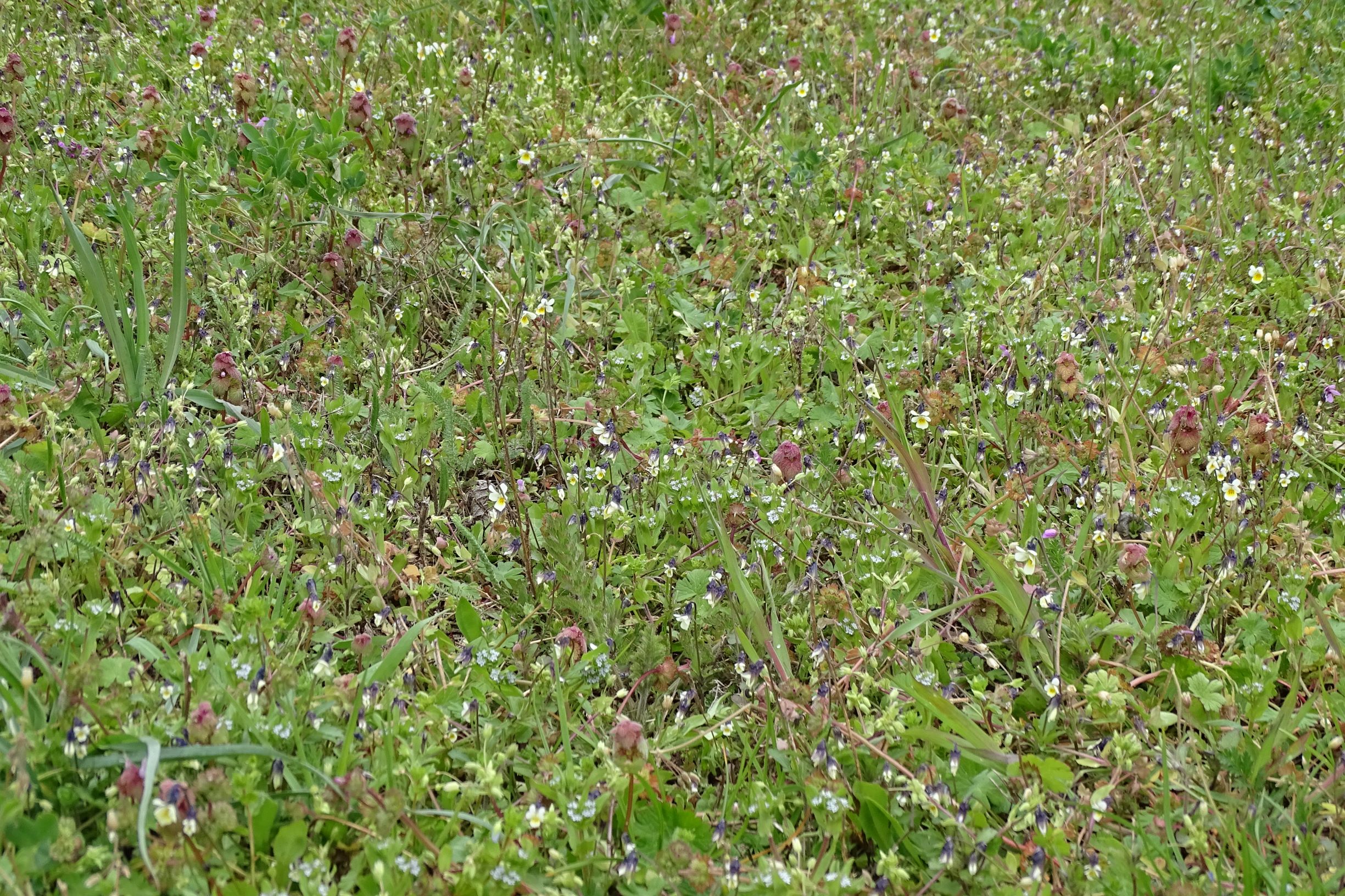 DSC03330 segetal, breitenbrunn, 2021-04-14, viola a. arvensis etc.JPG