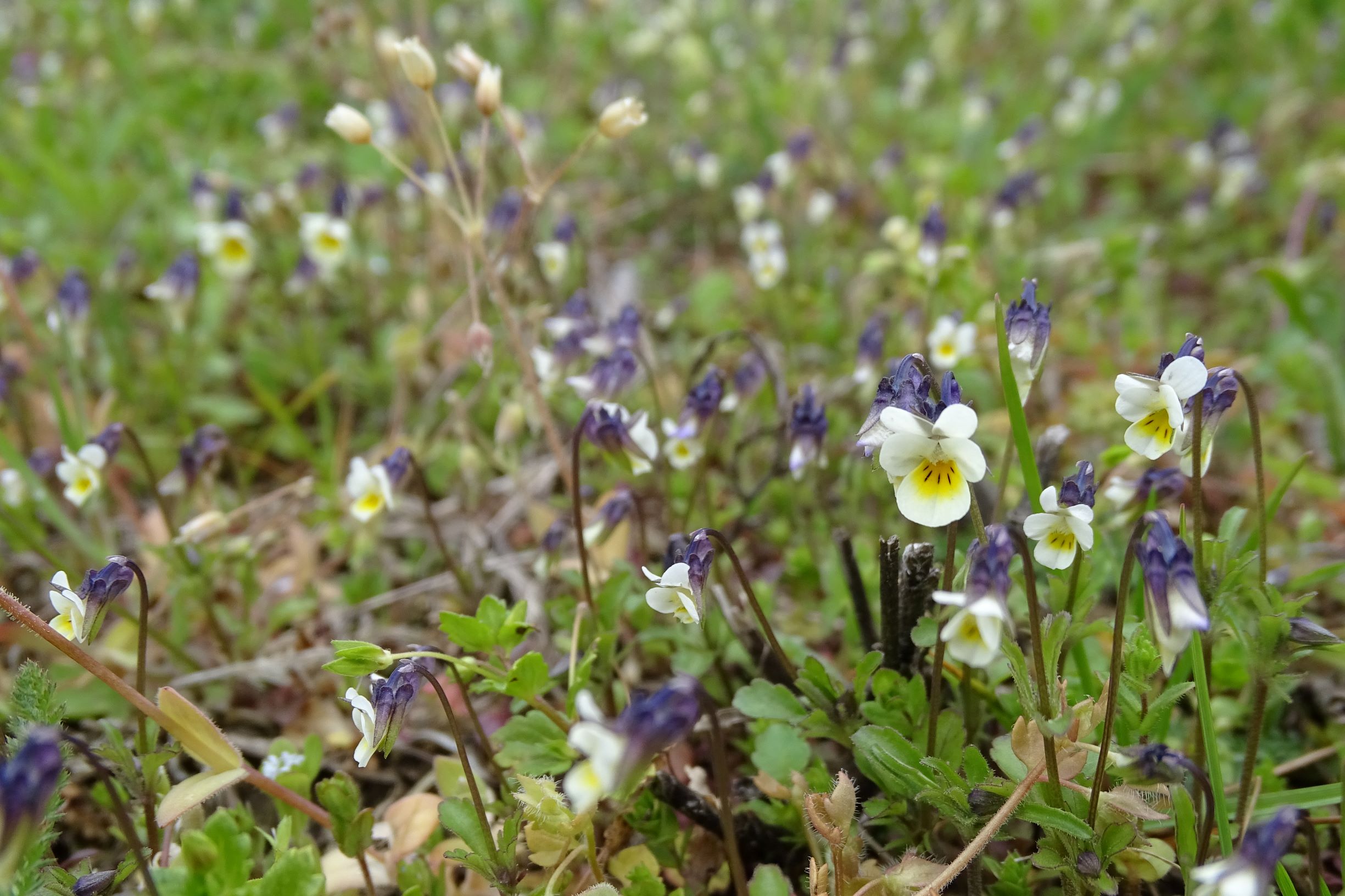 DSC03336 segetal, breitenbrunn, 2021-04-14, viola a. arvensis, holosteum umbellatum etc.JPG