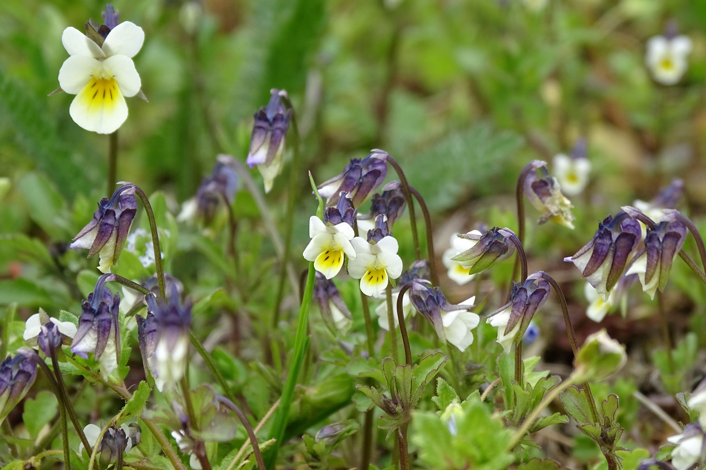 DSC03338 segetal, breitenbrunn, 2021-04-14, viola a. arvensis etc.JPG