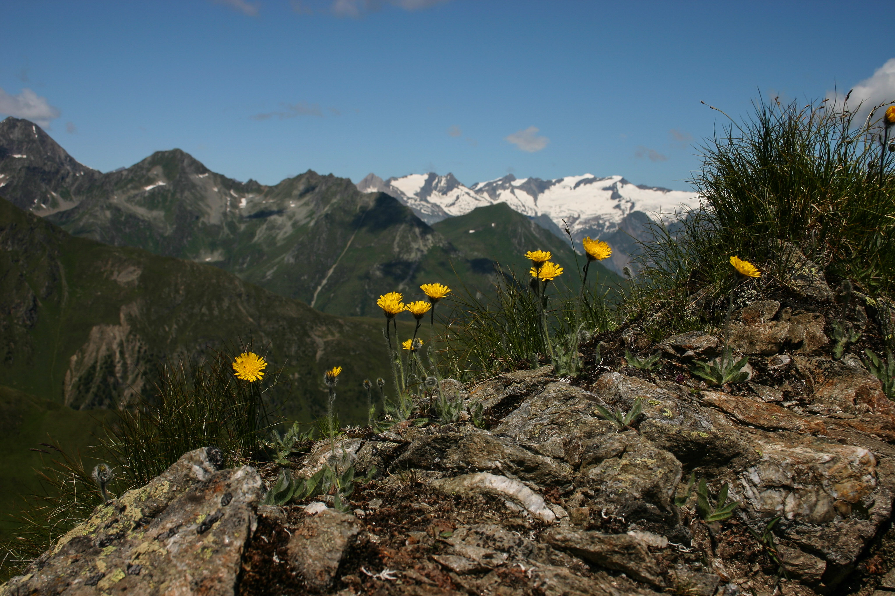 Hieracium piliferum Blick Richtung Venedigergruppe.jpg