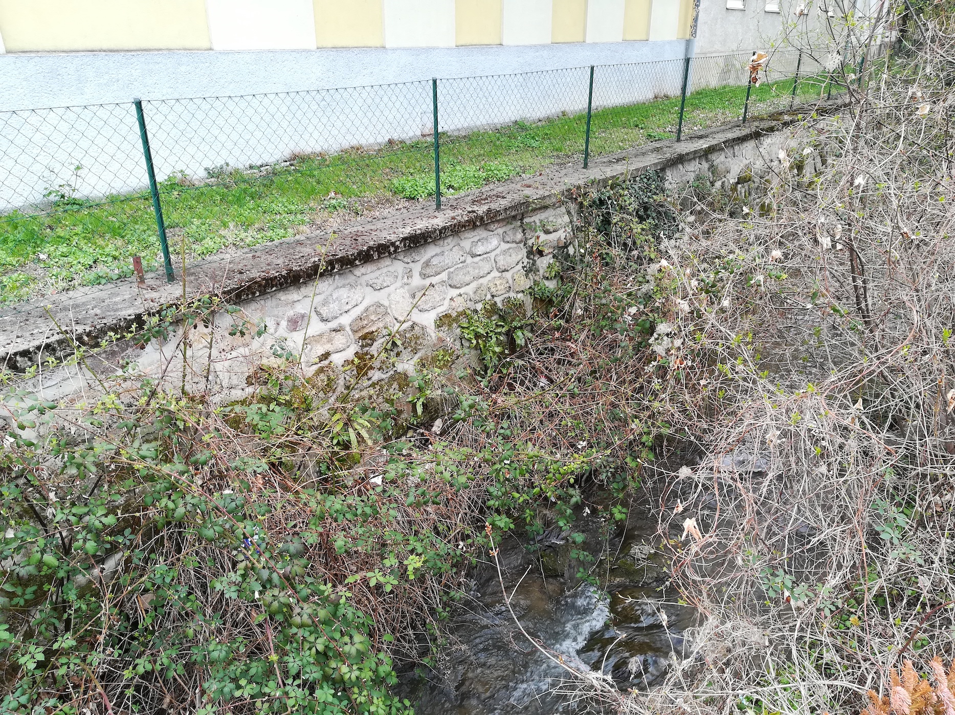 asplenium scolopendrium dürre liesing sonnbergstr perchtoldsdorf_20210417_144728.jpg