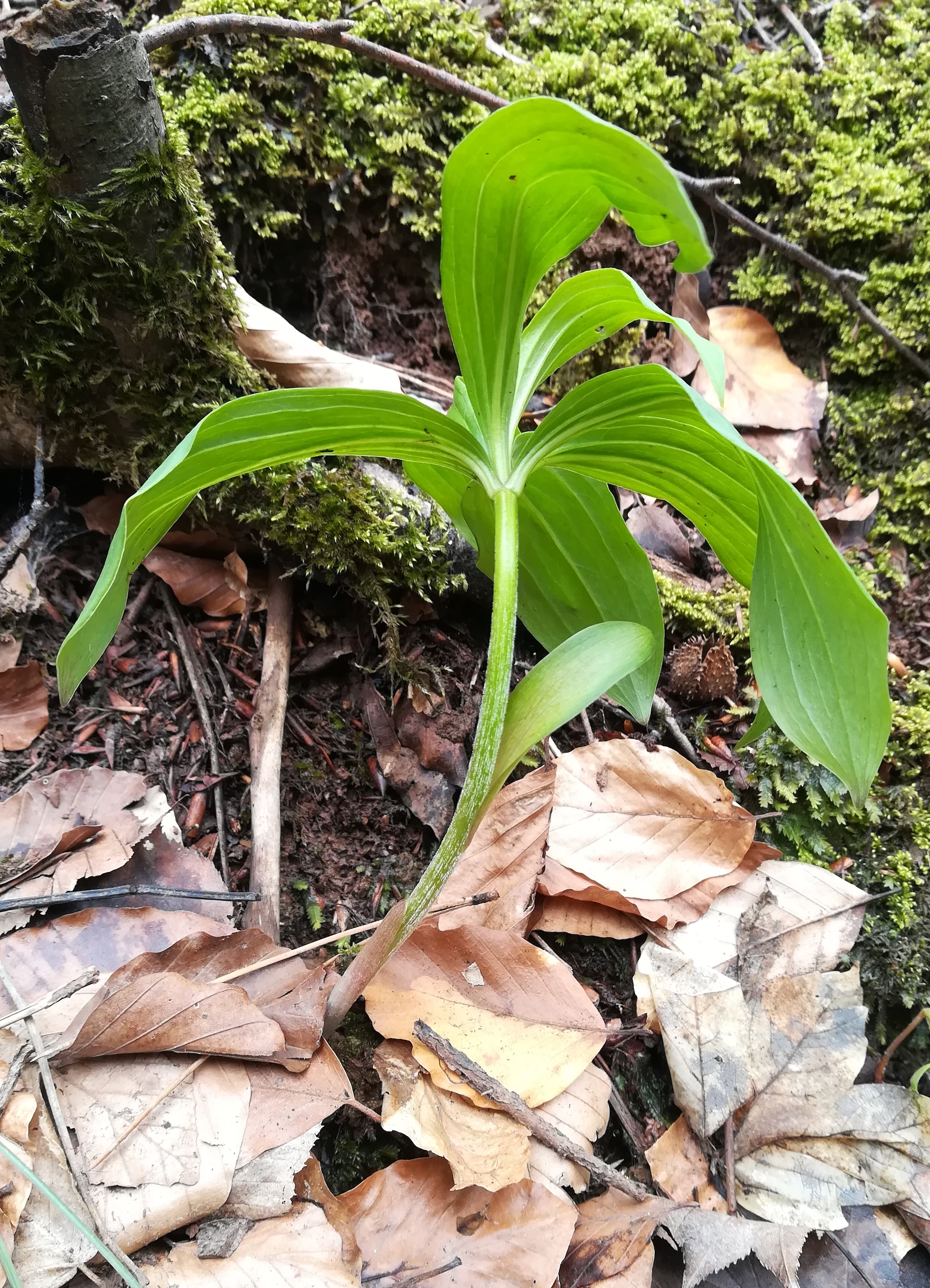 lilium martagon teufelstein föhrenberge_20210417_121121.jpg