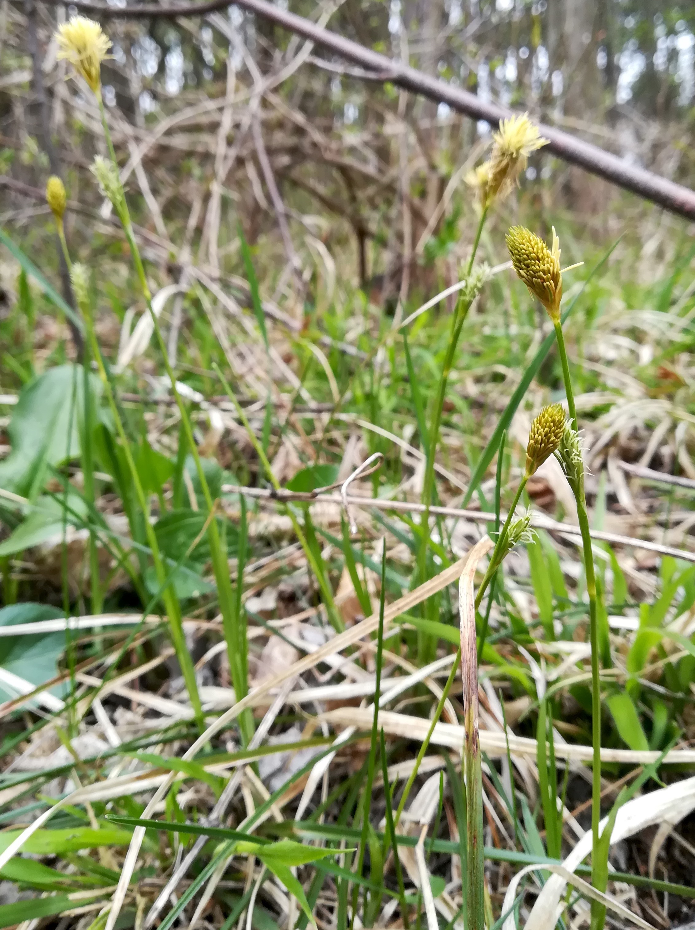 carex michelii bierhäuslberg föhrenberge_20210417_132305.jpg