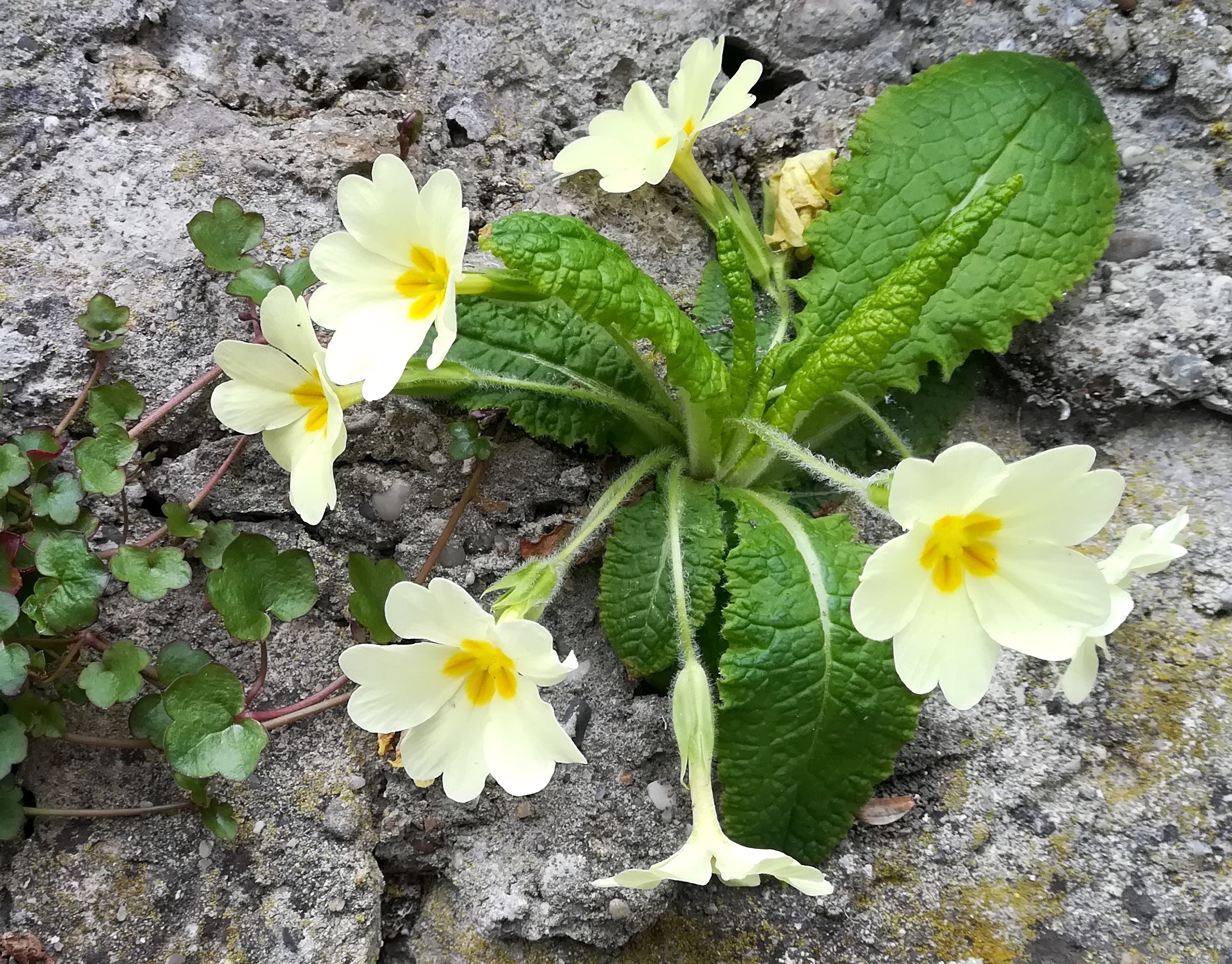 primula vulgaris sonnbergstr perchtoldsdorf_20210417_144539.jpg