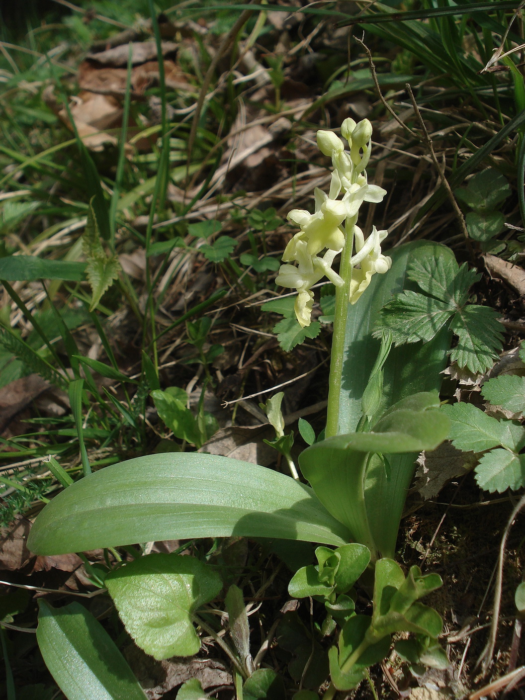 Orc. pallens St-Leutschach.17.04.2021.JPG