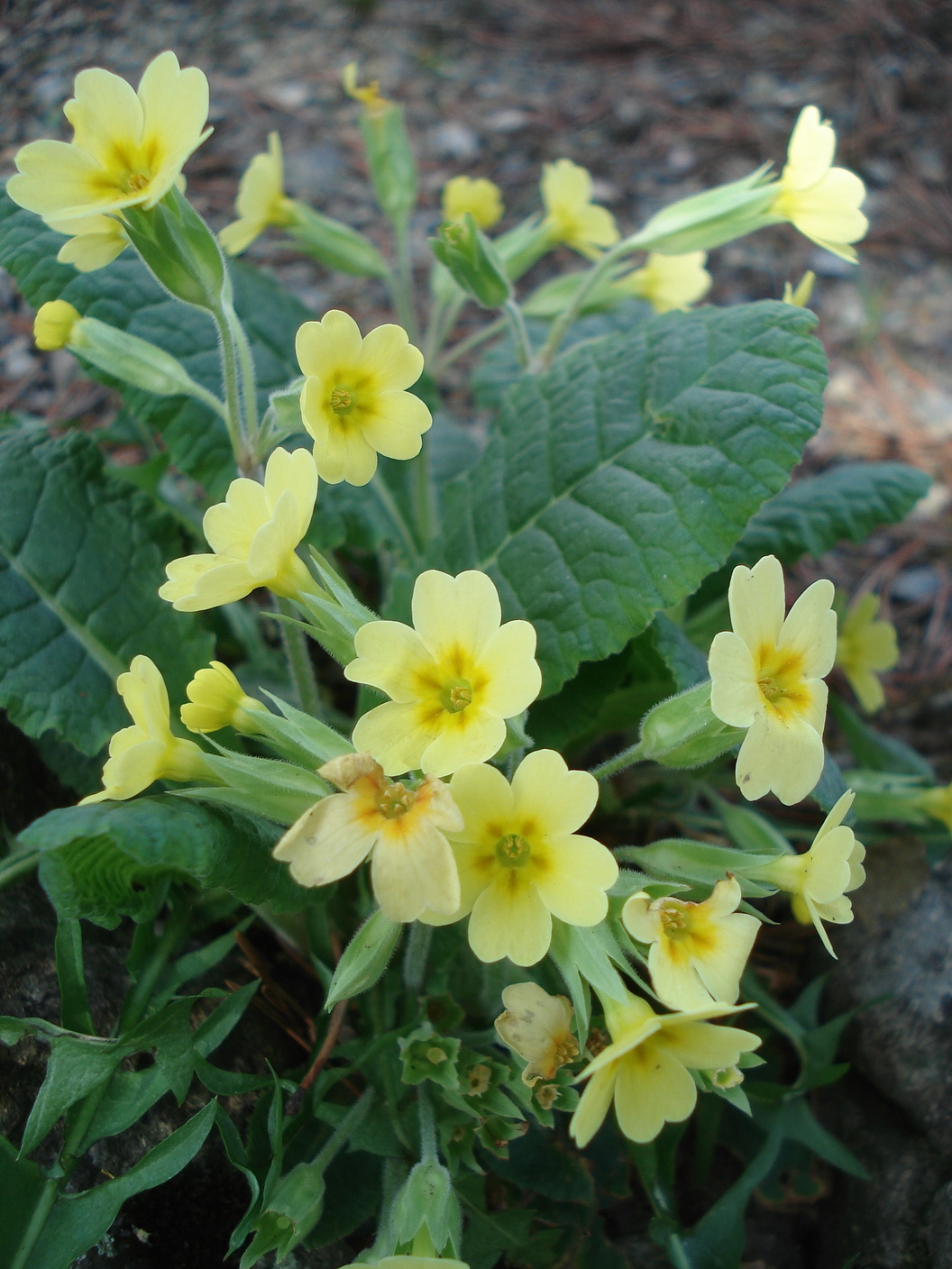 Primula.veris x vulgaris.cf.P.x polyantha.W-Boga.JPG