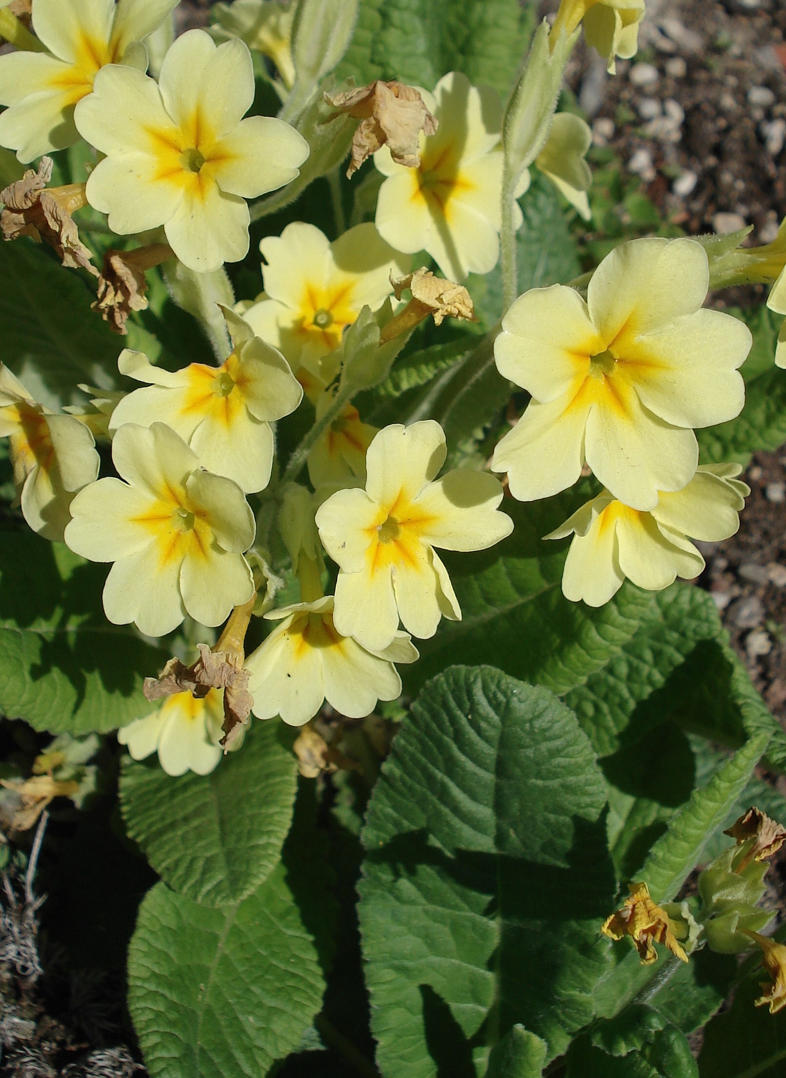 Primula.elatior.ssp.intricata x vulgaris.Boga.Wien.als .P.edelbergii.JPG