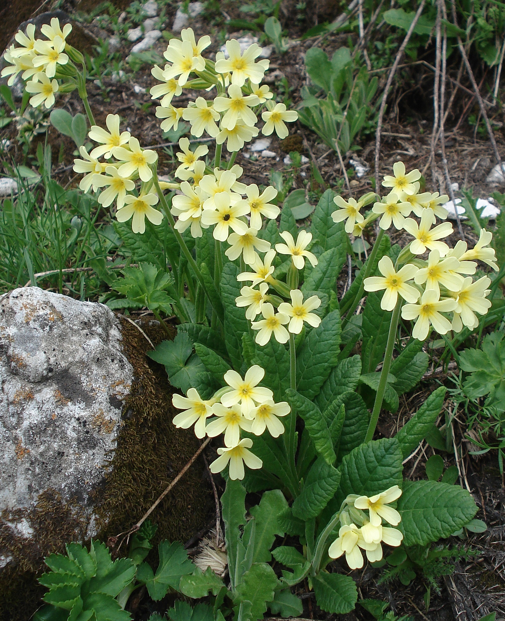 Primula.elatior.ssp.intricata.I-Mercant .Limonet..JPG