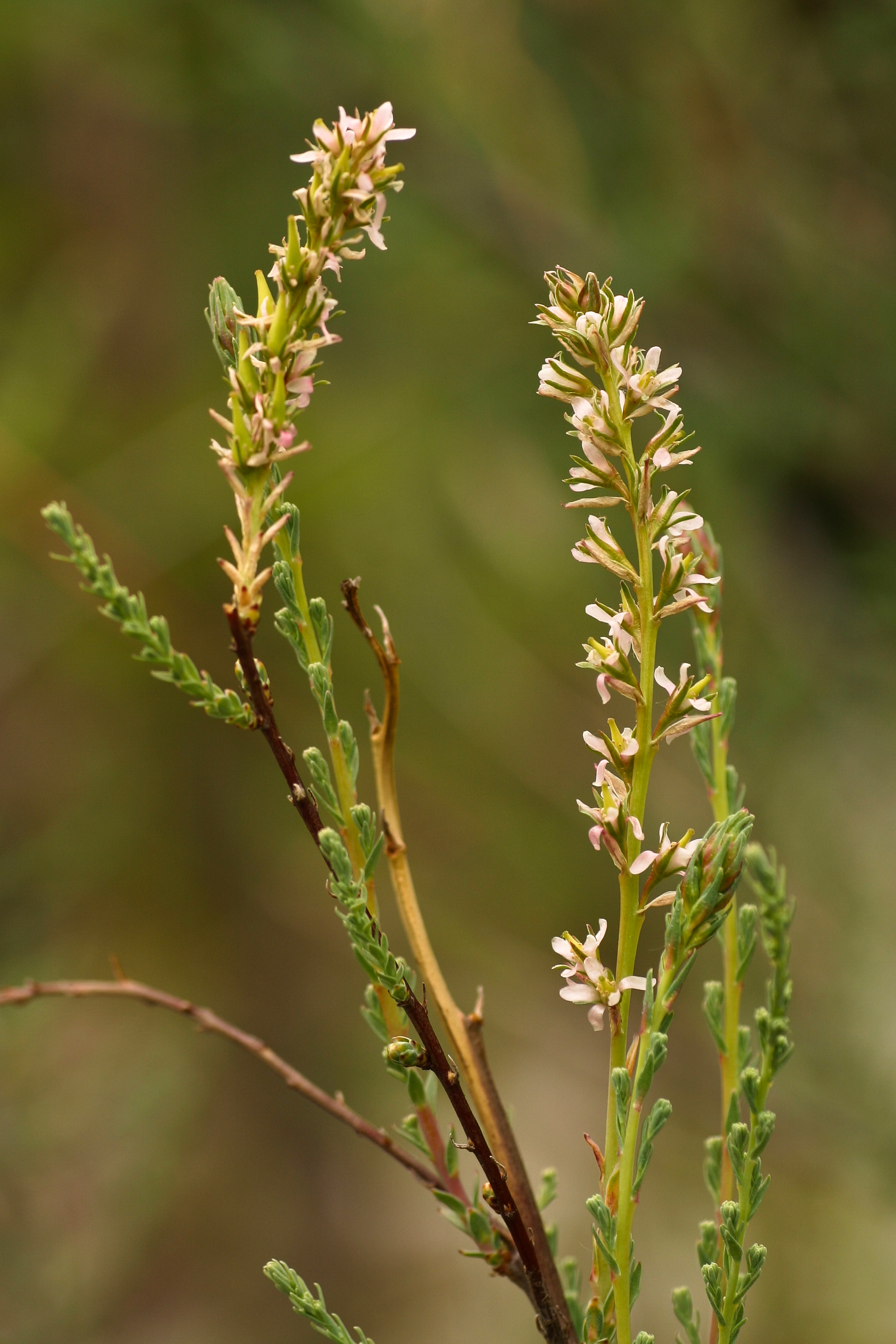 Myricaria_germanica_Matrei5_2005_06_08.jpg