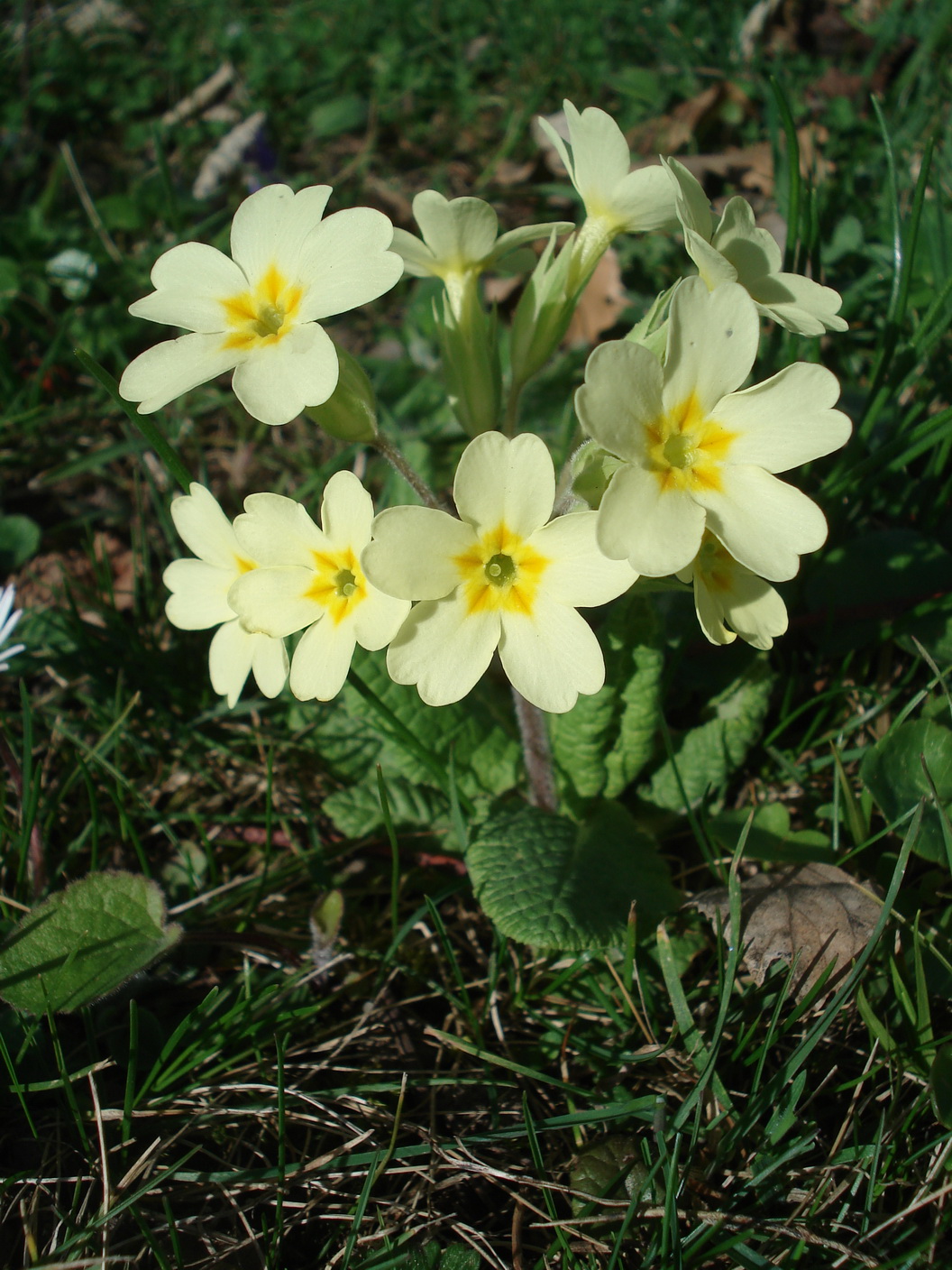 Primula.elatior x vulgaris.cf.P.x digenea.W -Boga.JPG