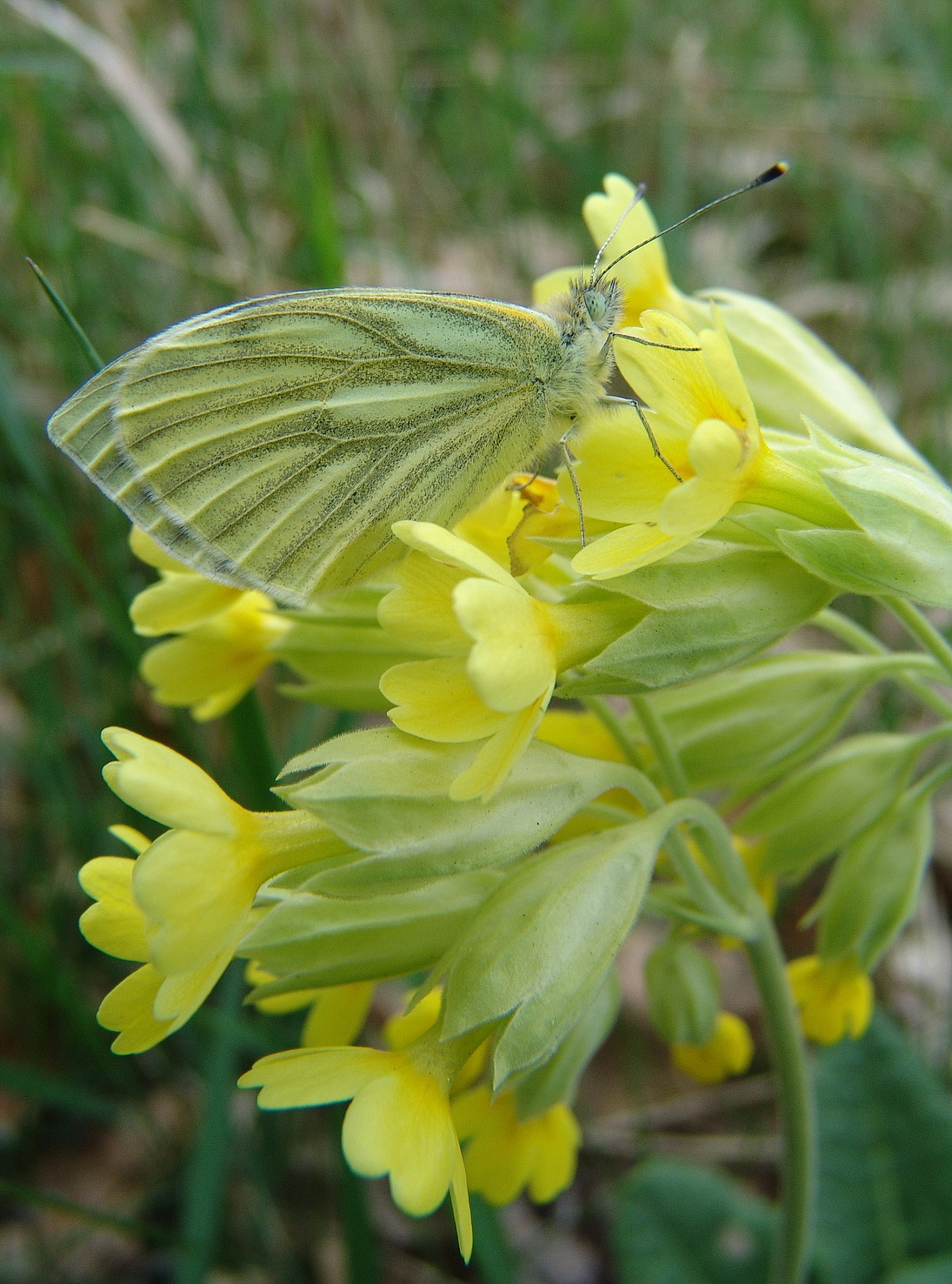 Primula.elatior x veris.B Goldberg Schützen 12.04.2008 Foto Dietmar Jakely.JPG