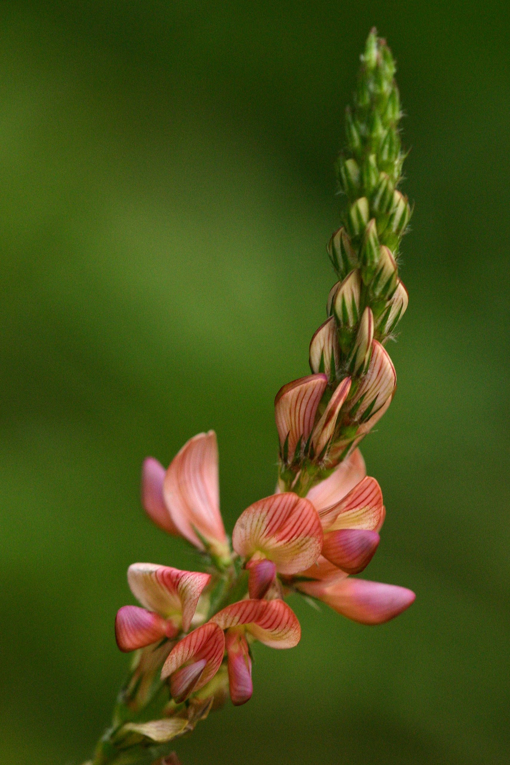 Onobrychis_arenaria_taurerica_Ködnitztal1_2009_07_16.jpg