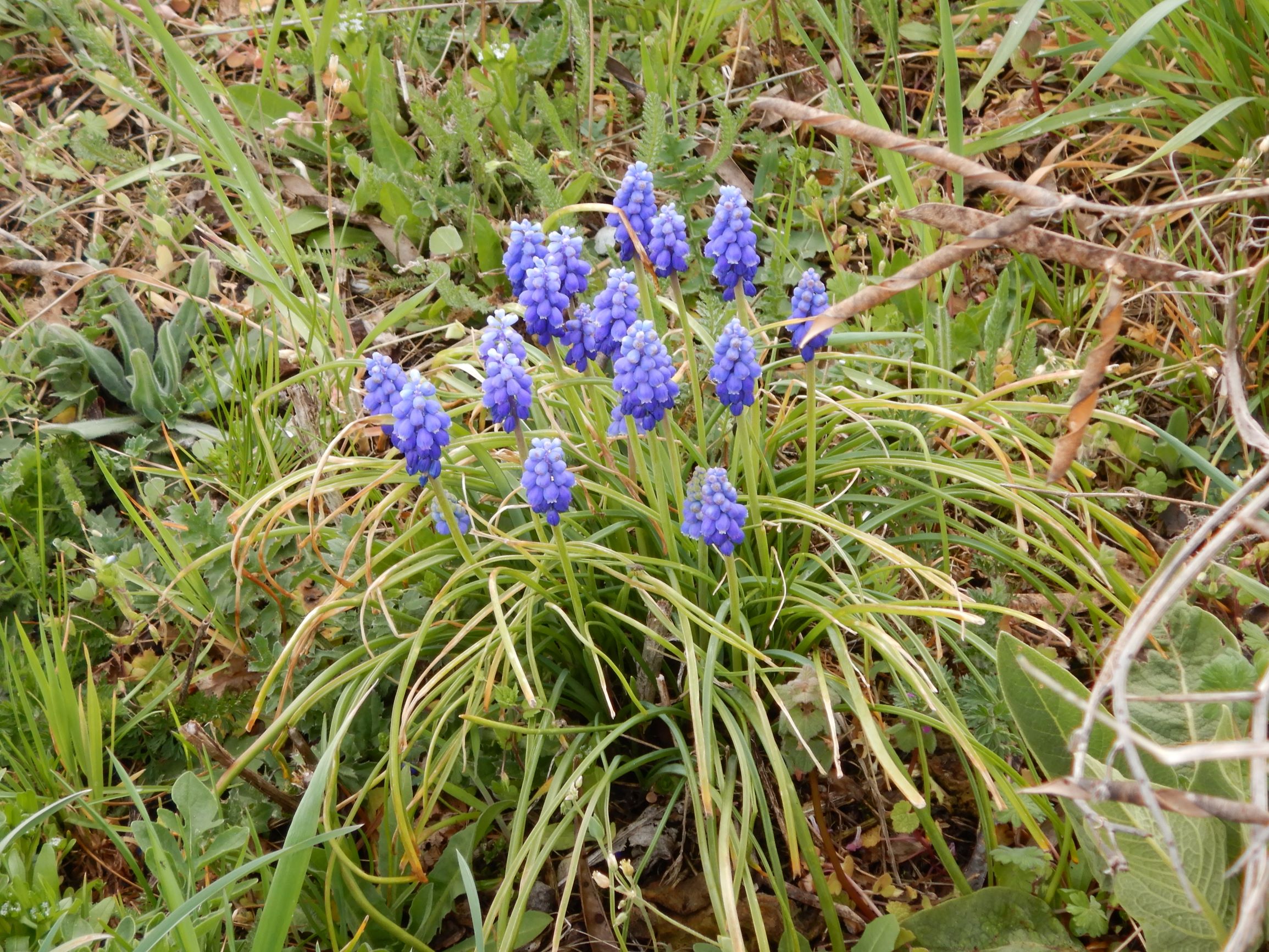 DSCN2291 dorfflora breitenbrunn, 2021-04-14, muscari armeniacum etc.JPG