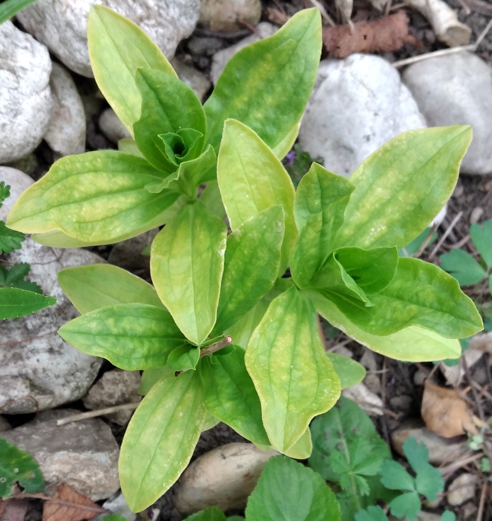 Saponaria officinalis 1.jpg