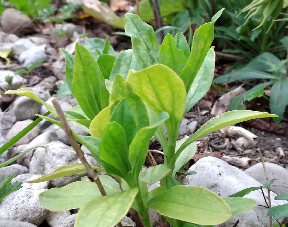 Saponaria officinalis 2.jpg