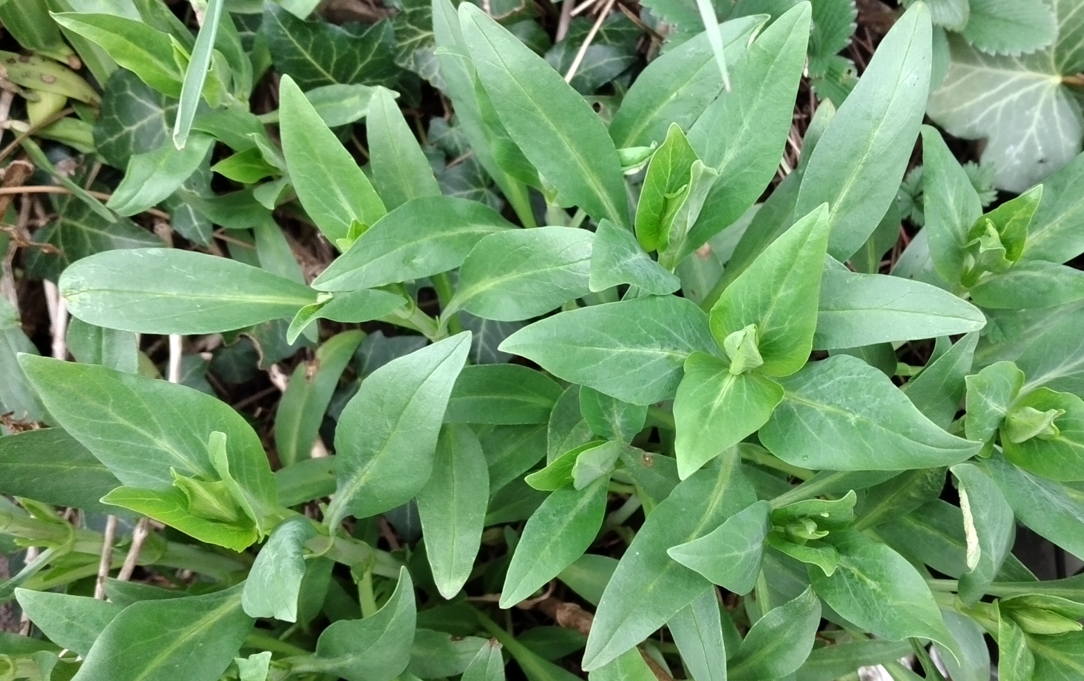 Centranthus ruber 1.jpg