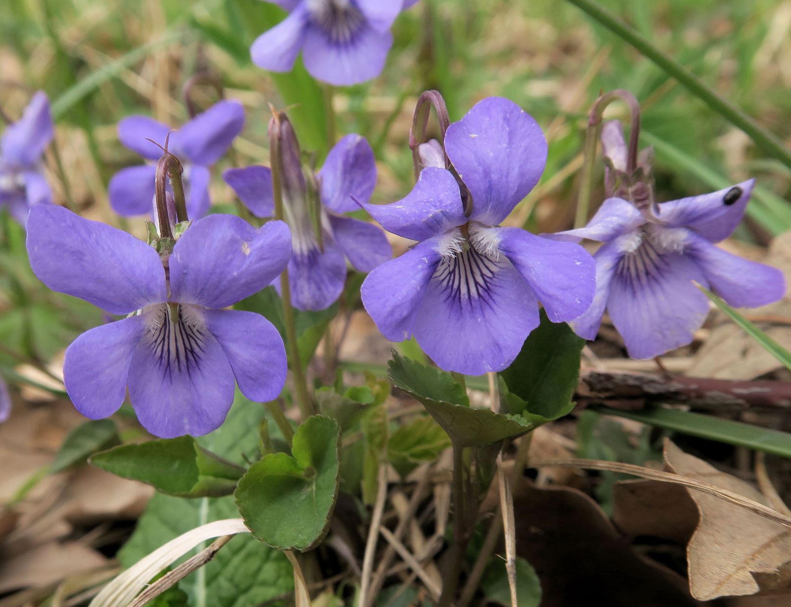 1 Viola ssp., Gebüschrand Fußweg Gütenbachtal 20.04.2021 C5X (1).JPG