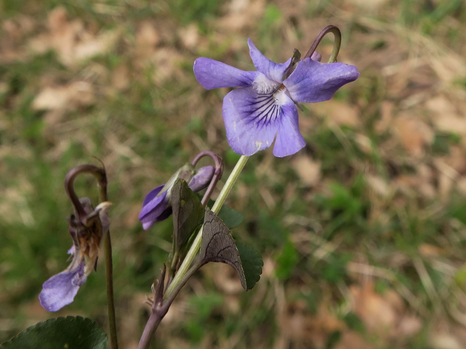 1 Viola ssp., Gebüschrand Fußweg Gütenbachtal 20.04.2021 C5X (3).JPG