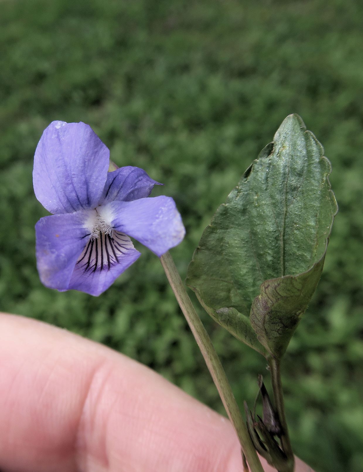 2 Viola ssp., Maurer Berg 20.04.2021 C5X (5).JPG
