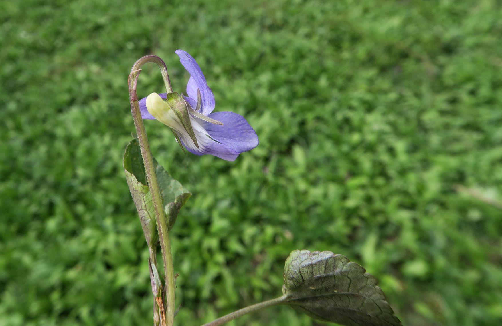 2 Viola ssp., Maurer Berg 20.04.2021 C5X (4).JPG