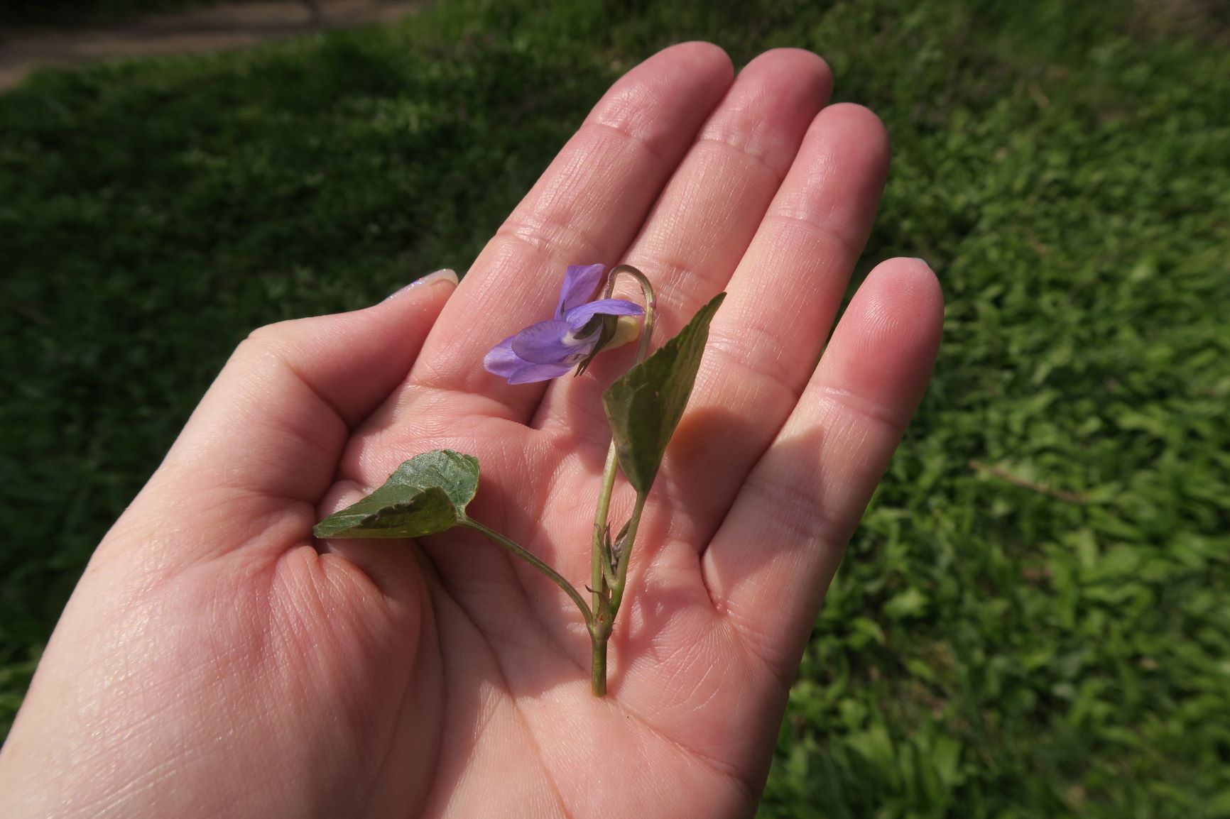 2 Viola ssp., Maurer Berg 20.04.2021 C5X (1).JPG