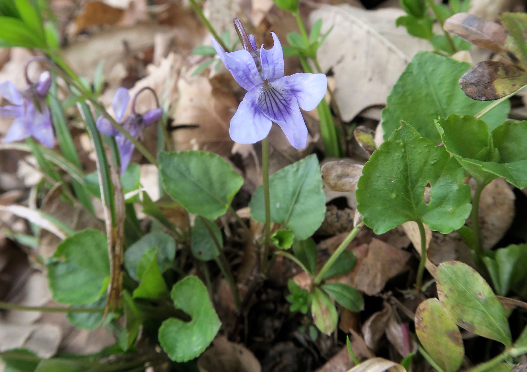 3 Viola ssp., Maurer Wald 20.04.2021 C5X (2).JPG