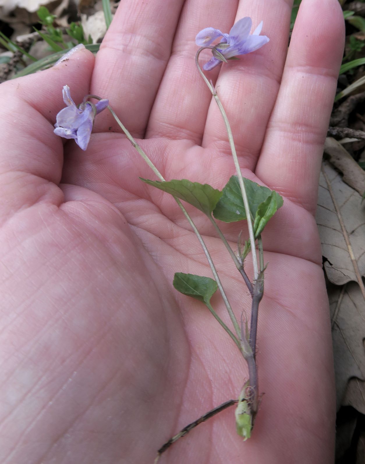 3 Viola ssp., Maurer Wald 20.04.2021 C5X (3).JPG