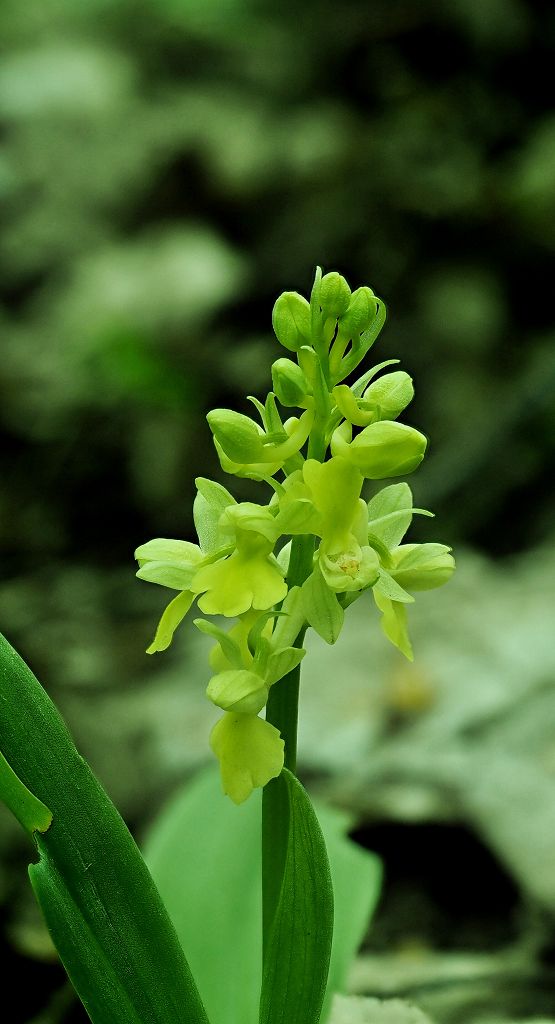 k-Orchis pallens I.JPG