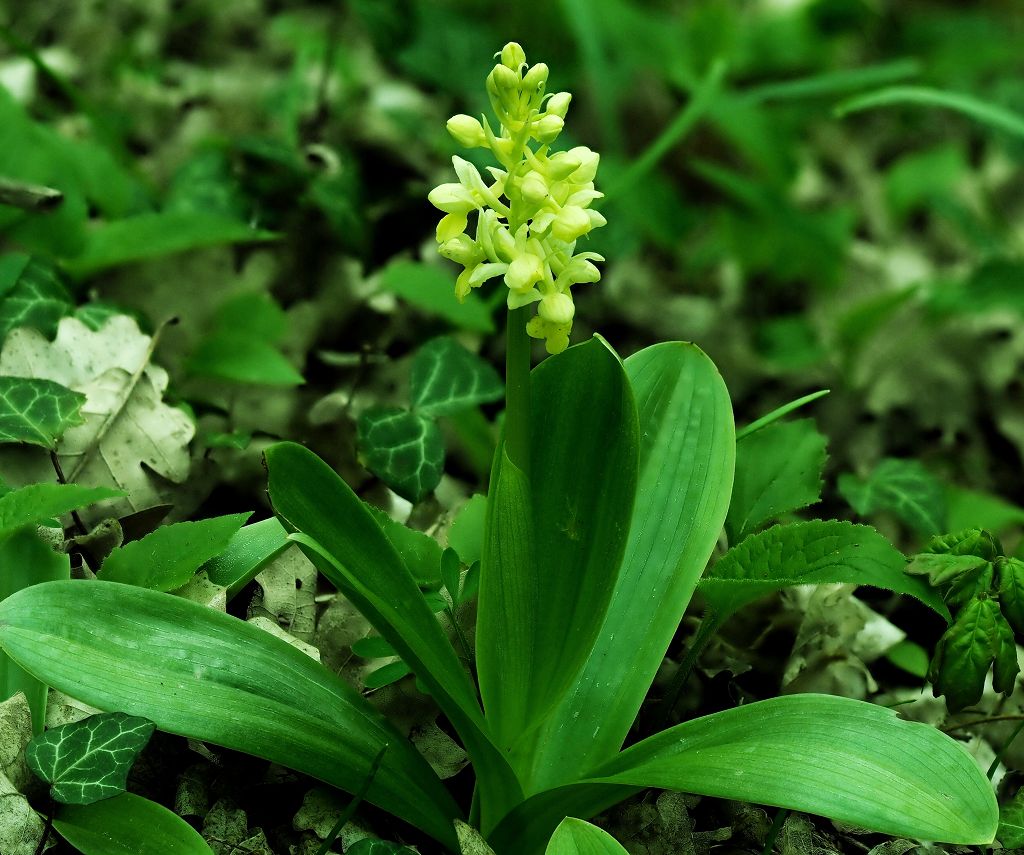 k-Orchis pallens VII.JPG