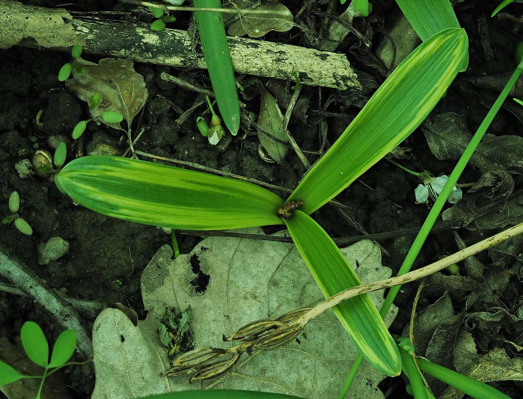 k-Orchis pallens vegetativ I.JPG