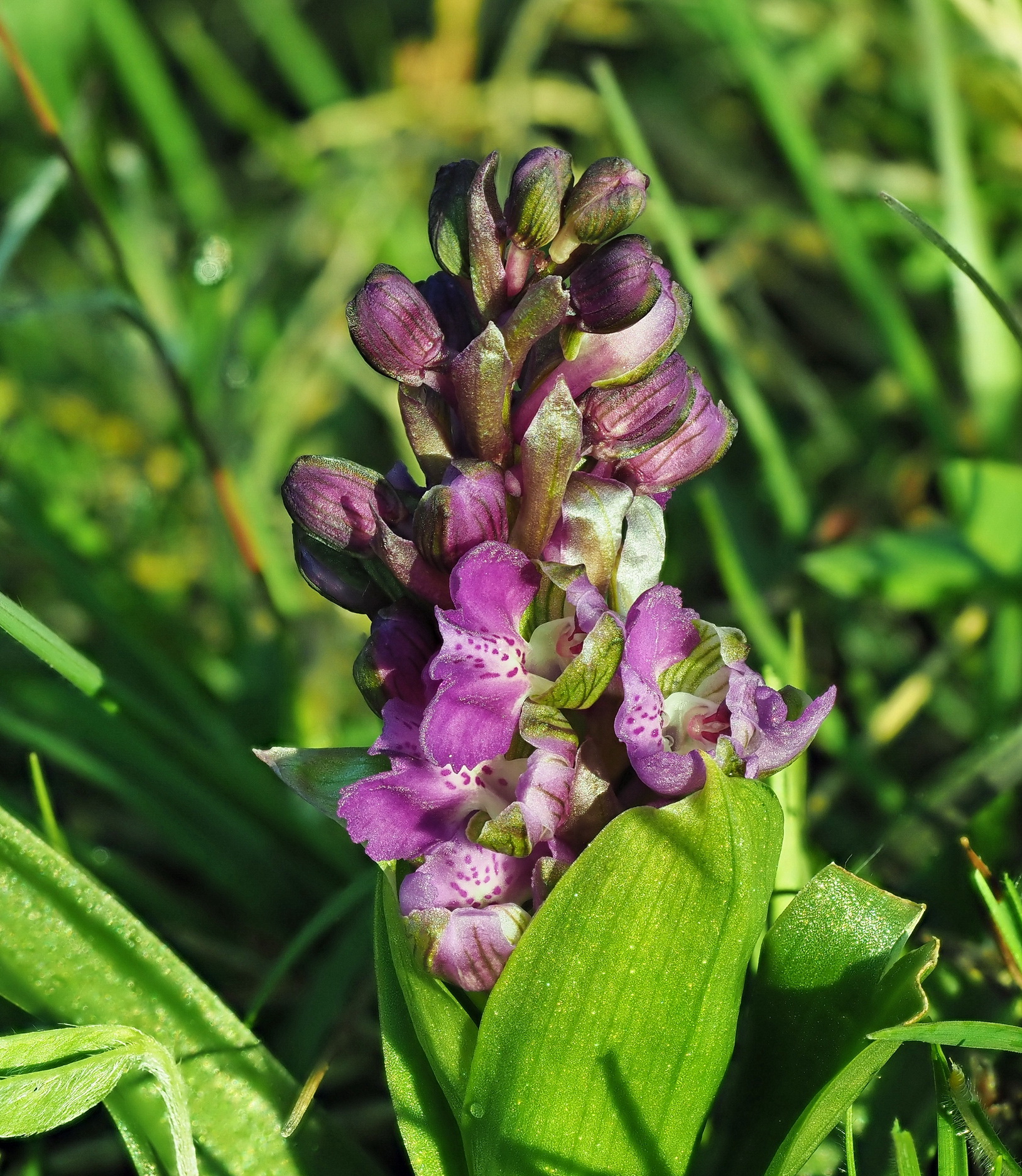 Orchis morio I.JPG