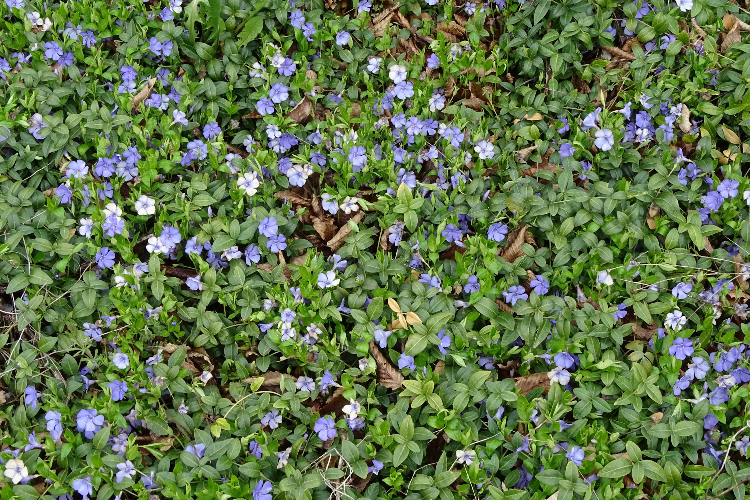 DSC03443 breitenbrunn leithagebirge, 2021-04-14, vinca minor.JPG