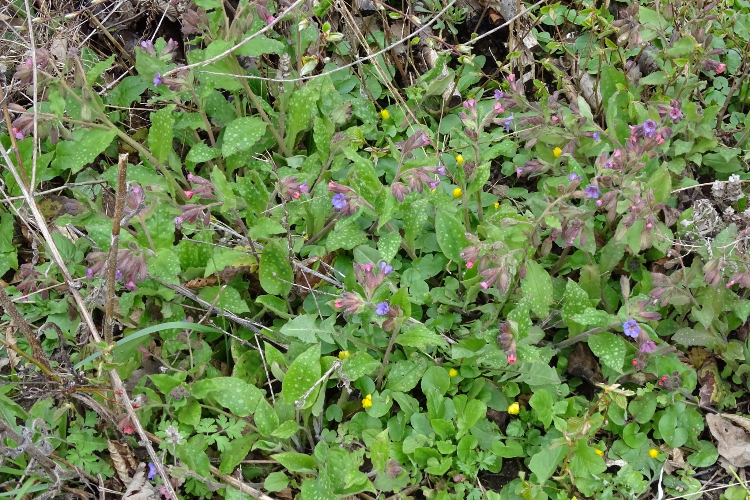 DSC03421 breitenbrunn leithagebirge, 2021-04-14, pulmonaria officinalis (beginnende herzförmige sommerblätter).JPG