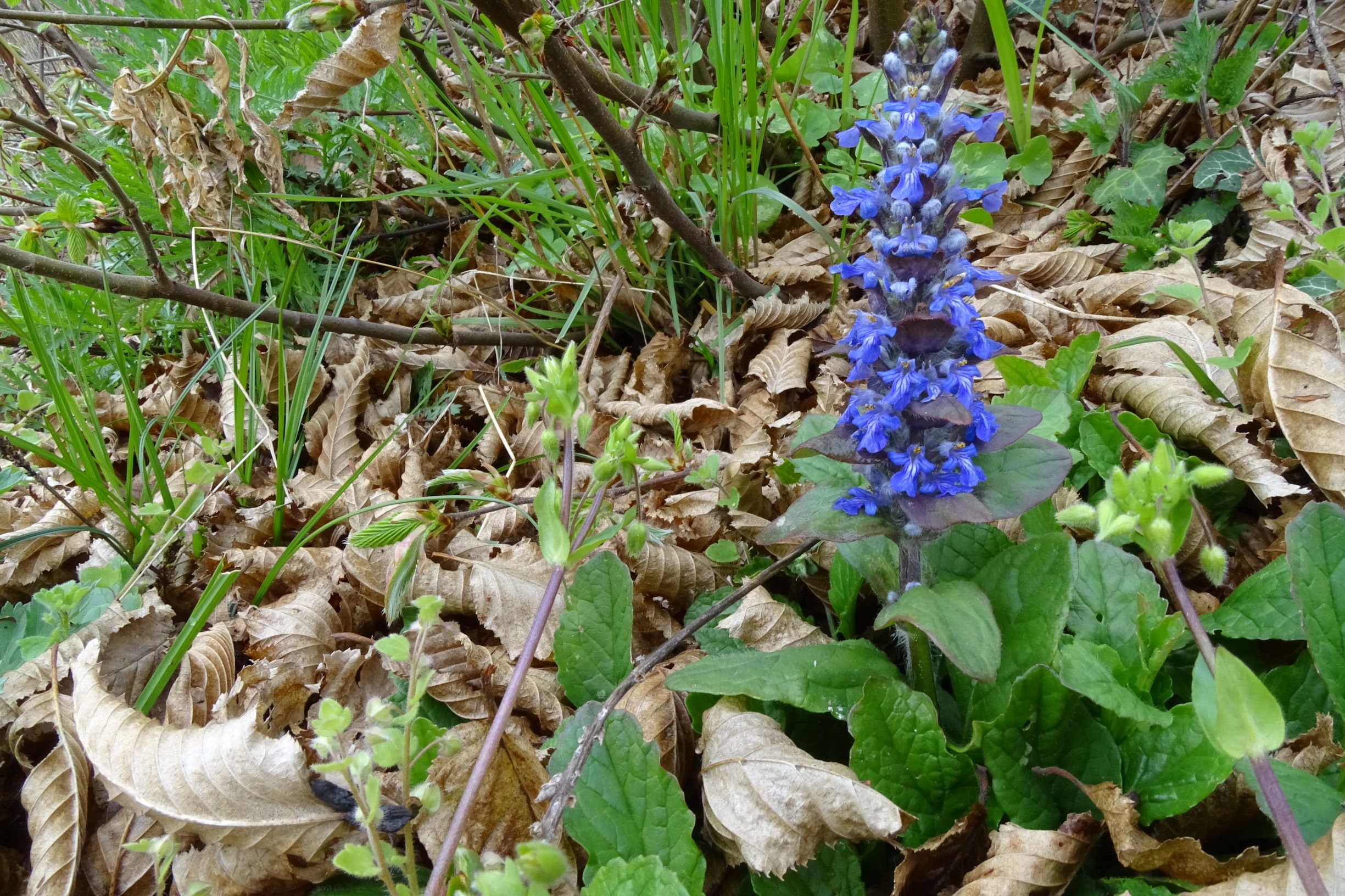 DSC03428 breitenbrunn leithagebirge, 2021-04-14, ajuga reptans, stellaria pallida etc.JPG