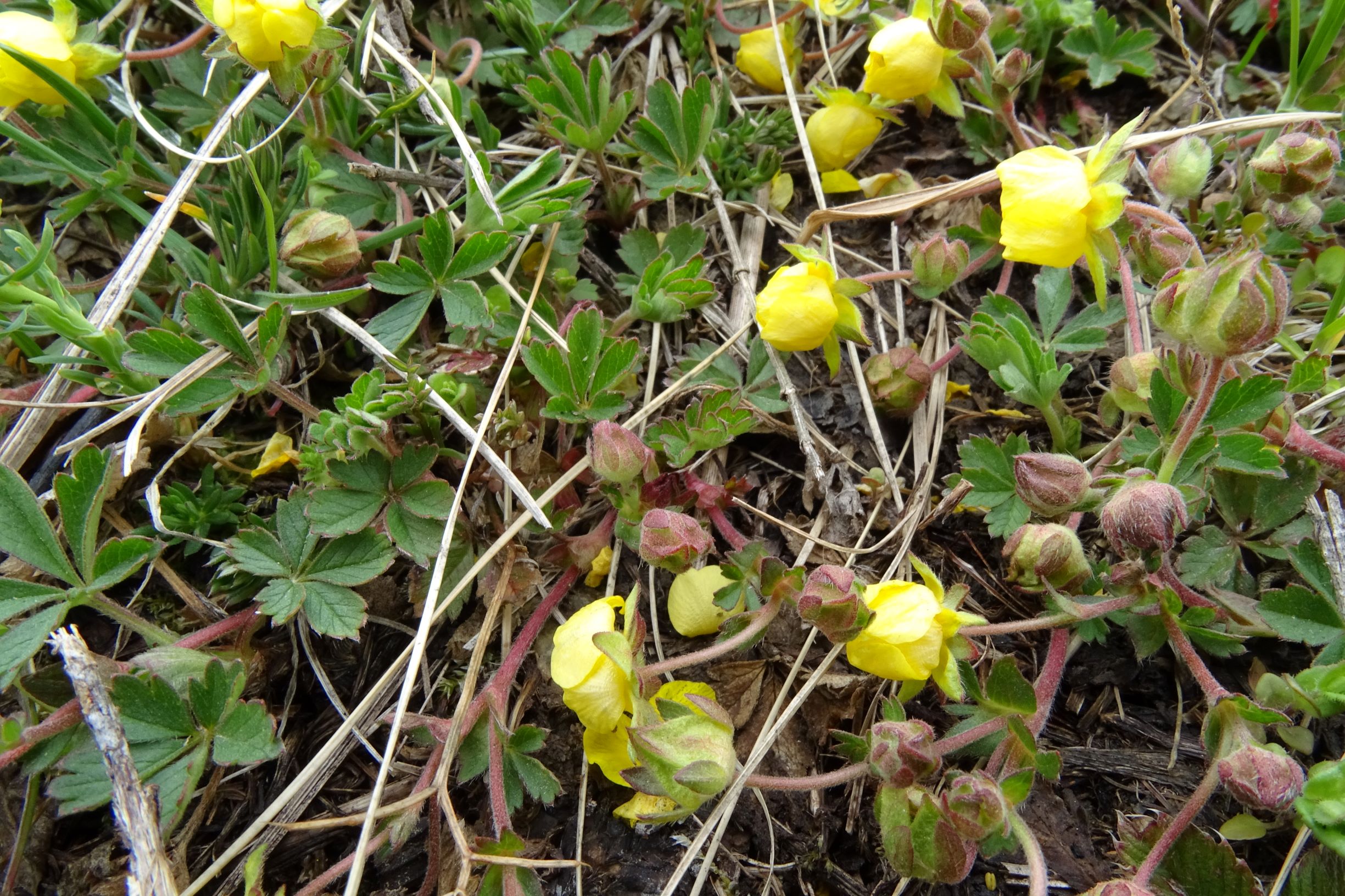 DSC03538 breitenbrunn leithagebirge, 2021-04-14, potentilla verna agg. (evtl. pusilla).JPG