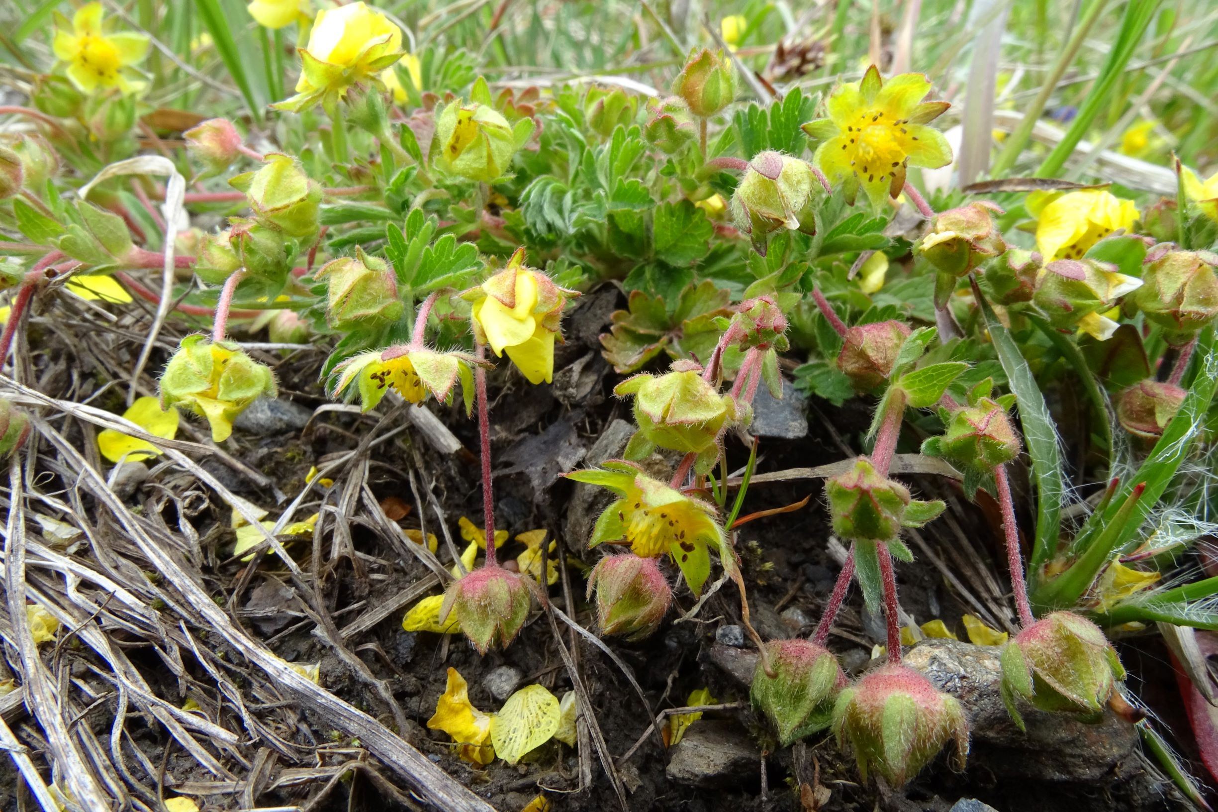 DSC03552 breitenbrunn leithagebirge, 2021-04-14, potentilla verna agg..JPG