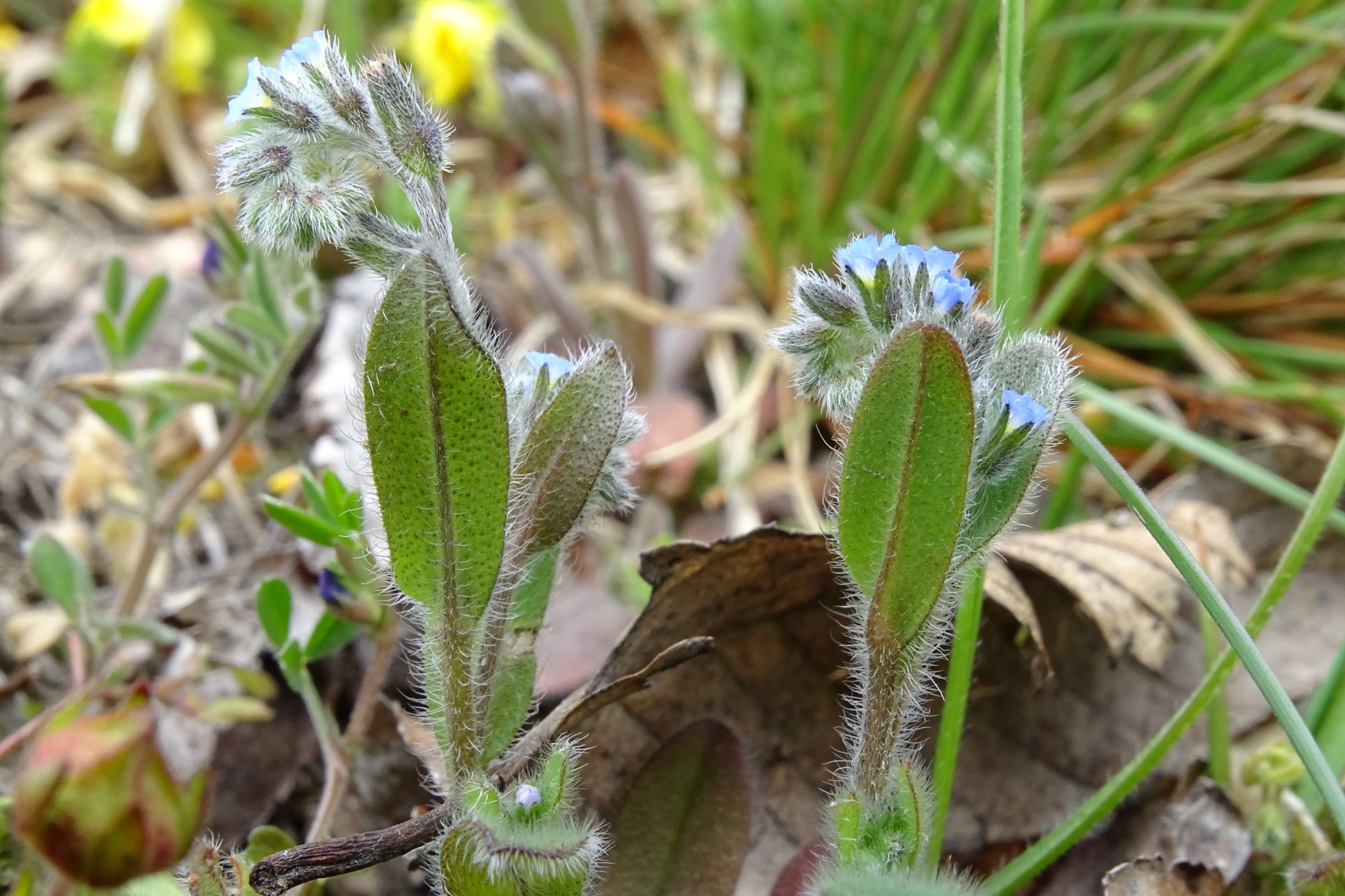 DSC03561 breitenbrunn leithagebirge, 2021-04-14, myosotis ramosissima.JPG