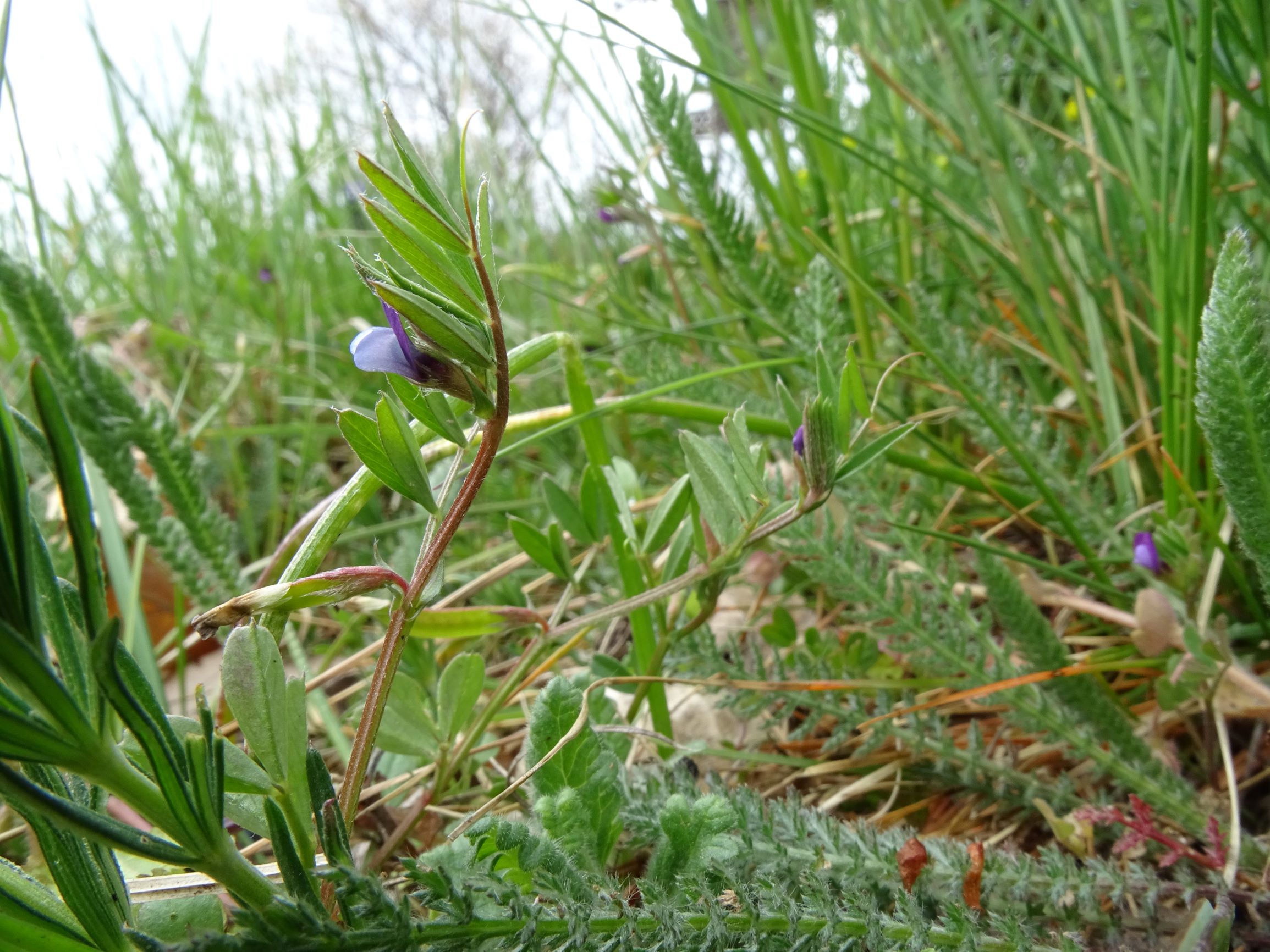 DSC03573 breitenbrunn leithagebirge, 2021-04-14, vicia lathyroides.JPG