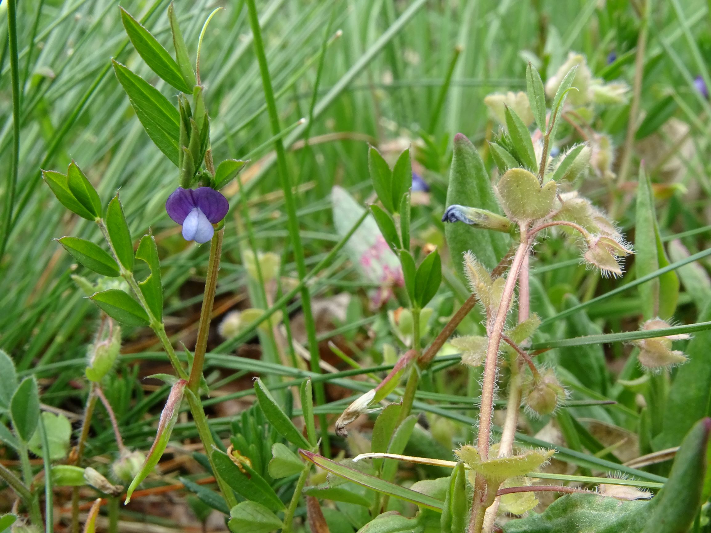 DSC03576 breitenbrunn leithagebirge, 2021-04-14, vicia lathyroides, veronica sublobata.JPG